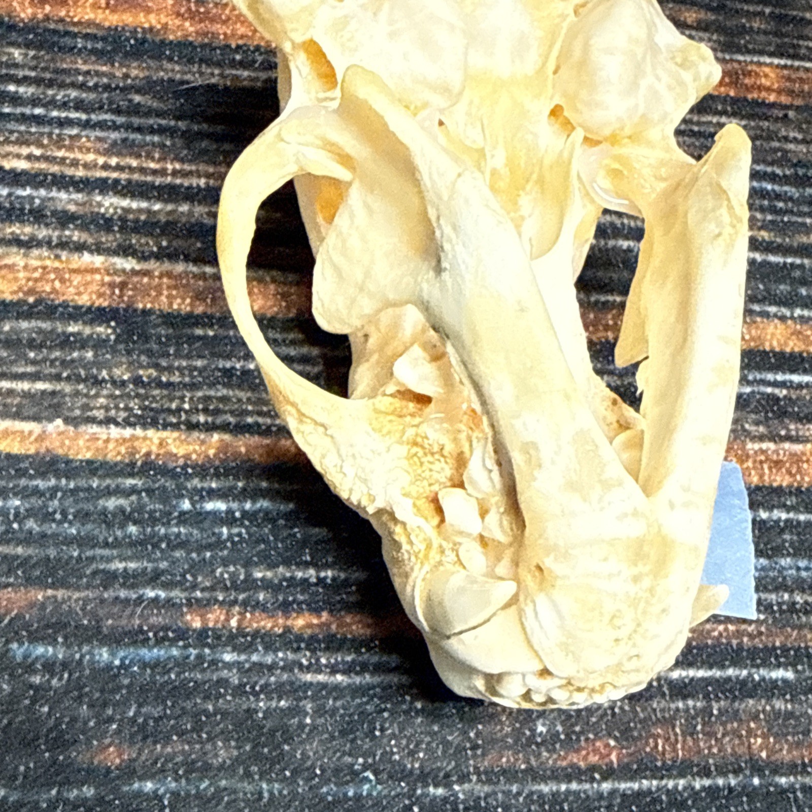 Real XL Badger Skull Unique Gift Halloween Craft Animal Mount Art Model Head Odd