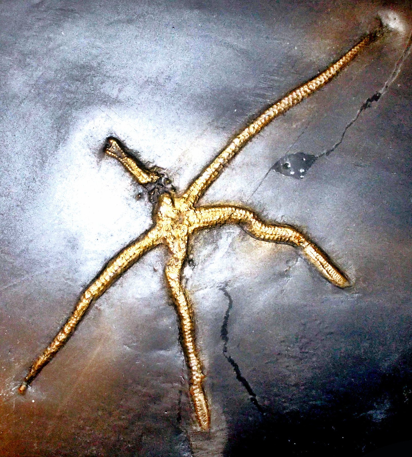 Detailed complete, 12cm Urastella asperula:  Devonian, Bundenbach, Germany