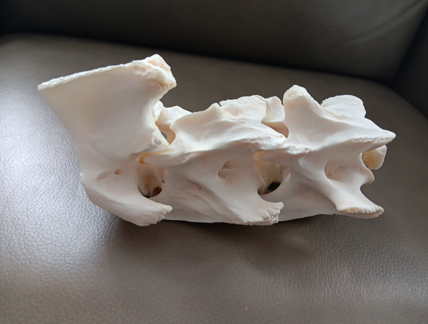 Deer Spine Connected 3 Vertebrae Professionally Cleaned Whitened Taxidermy Buck