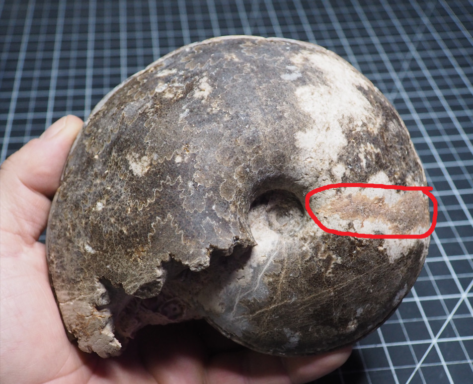 Study Specimen Choffaticeras Ammonite 155 mm 1.7 kg Fossil Siphuncle Cretaceous