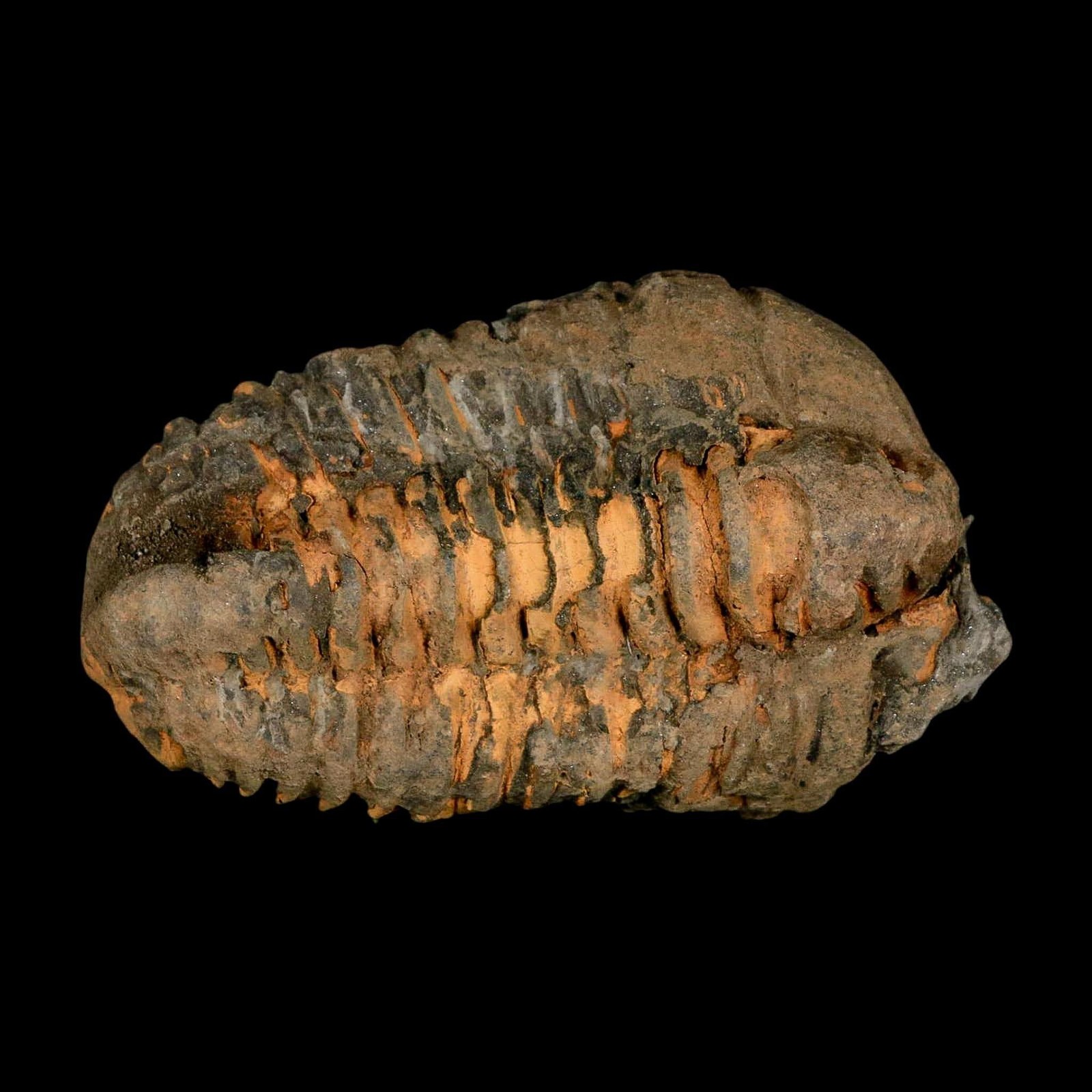 3.6" Flexicalymene Trilobite Fossil Ordovician Age Tazzarine Region Morocco COA