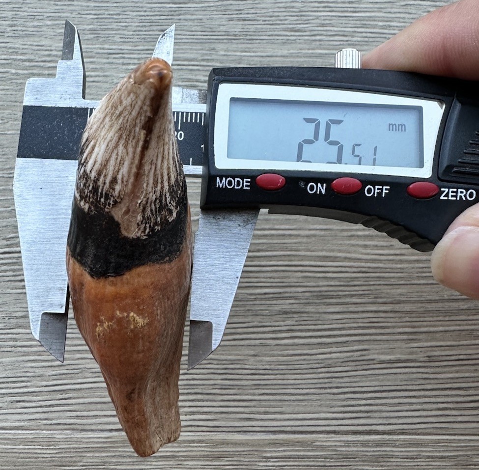 3.8” Ursus Spelaeus 25,000 Years Old Cave Bear Tooth Perfect Condition