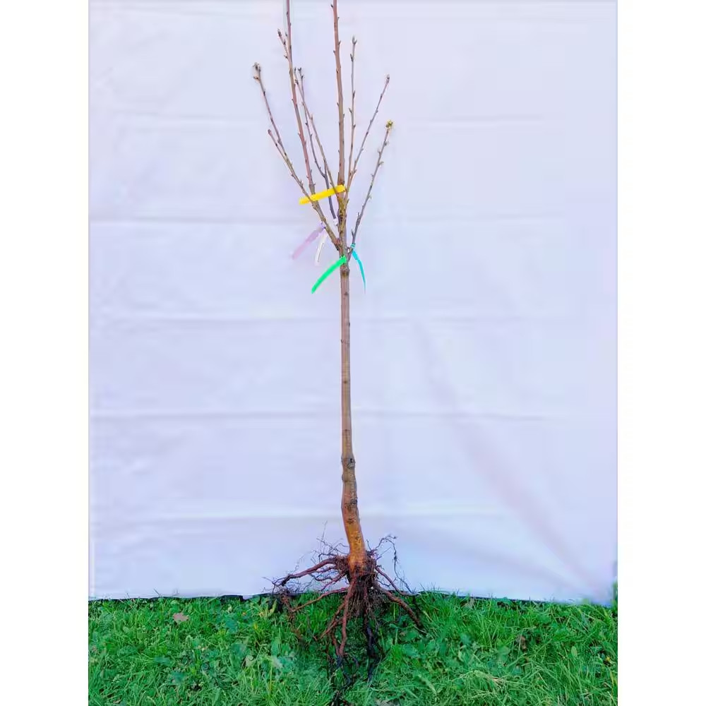 Double Cherry Twist Tree Bare Root