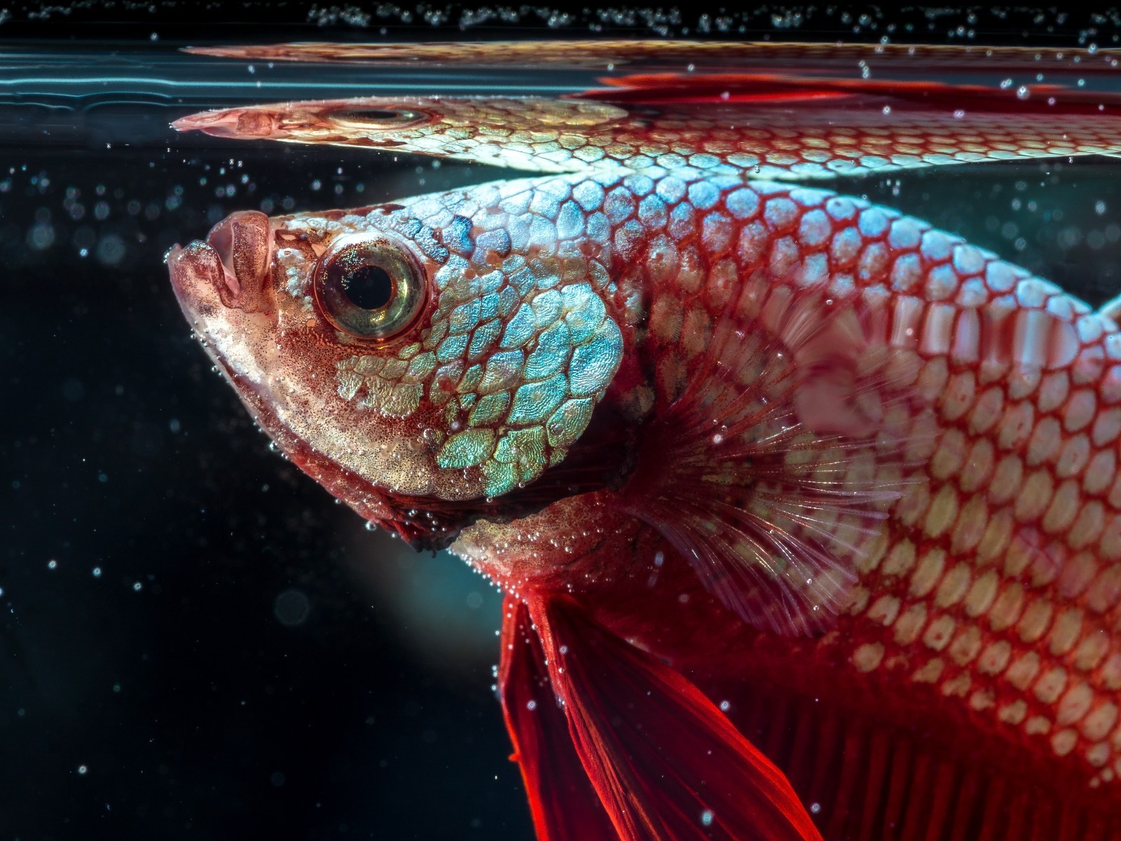 Ultra Small Floating & Sinking Pellet Tropical Fish Food Mix Tetra Gourami A453