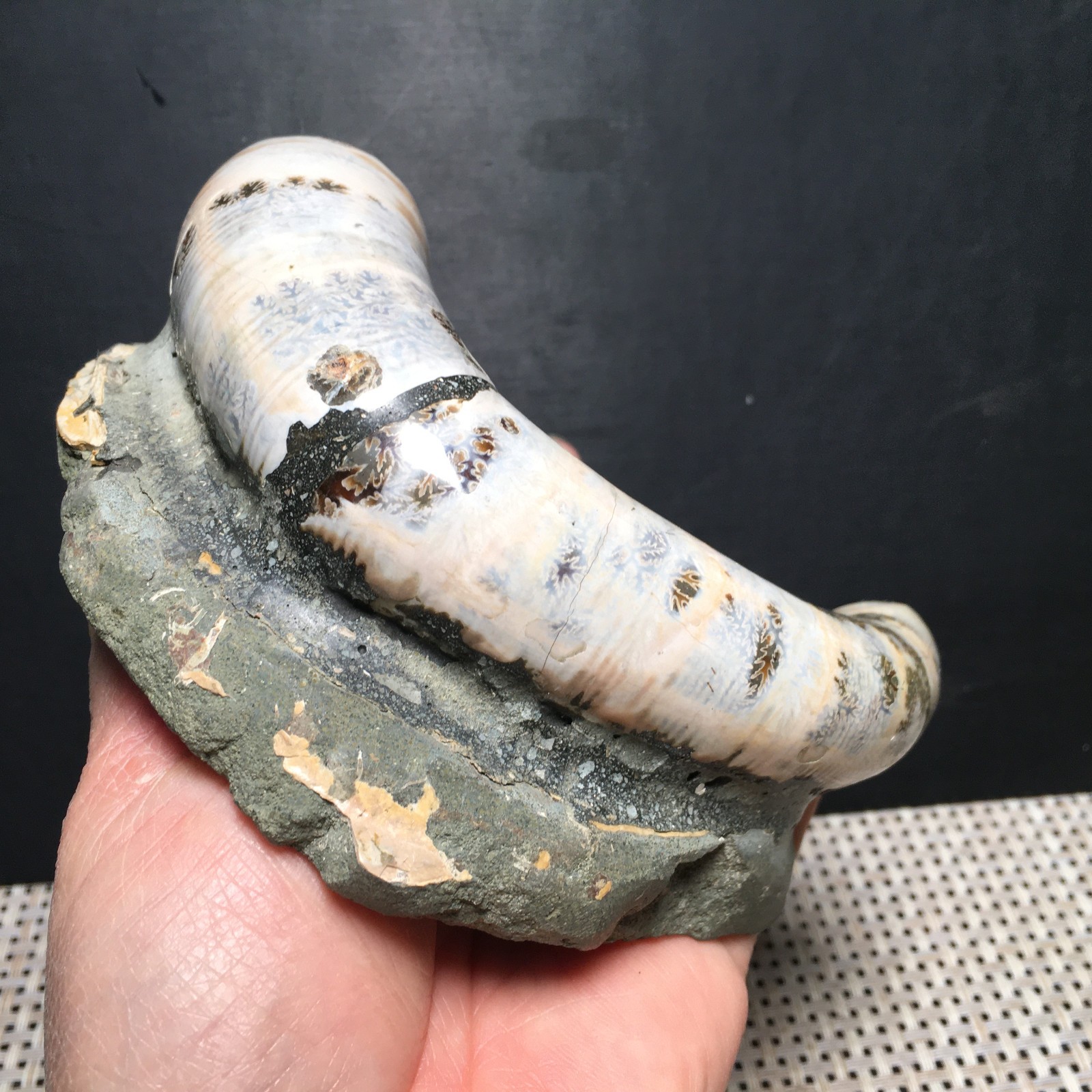 566g natural Carving Home Decoration Specimen Shell Healing md3748