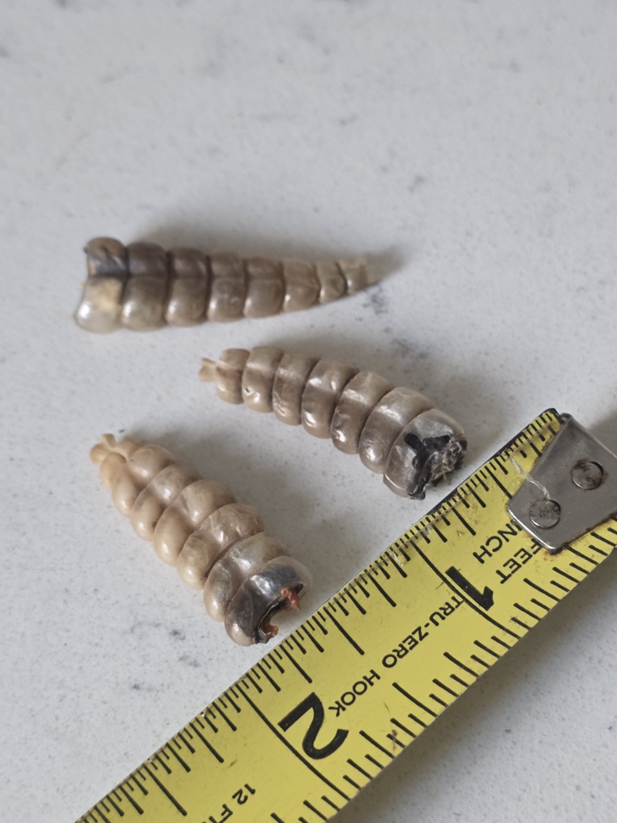 3 Medium Rattlesnake Rattles Taxidermy Diamondback Sidewinder