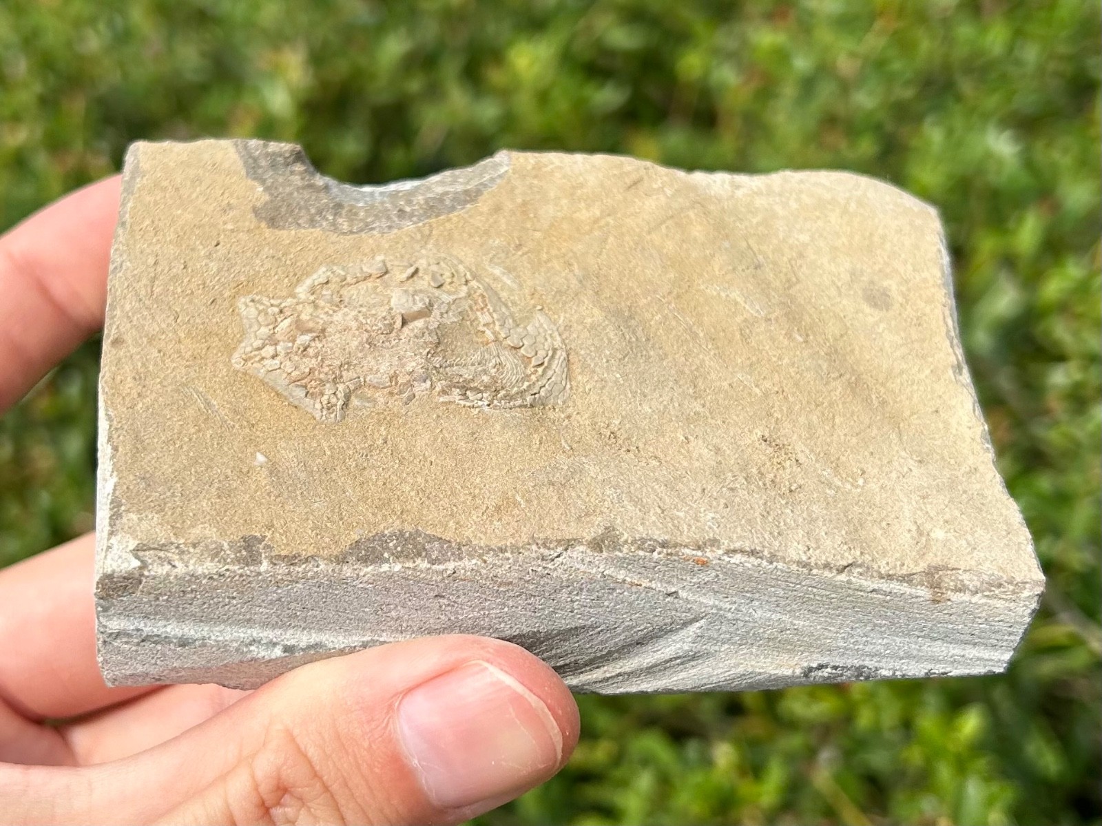 Alabama Fossil Edrioasteroid Hypsiclavus huntsvillensis Bangor Limestone Fm