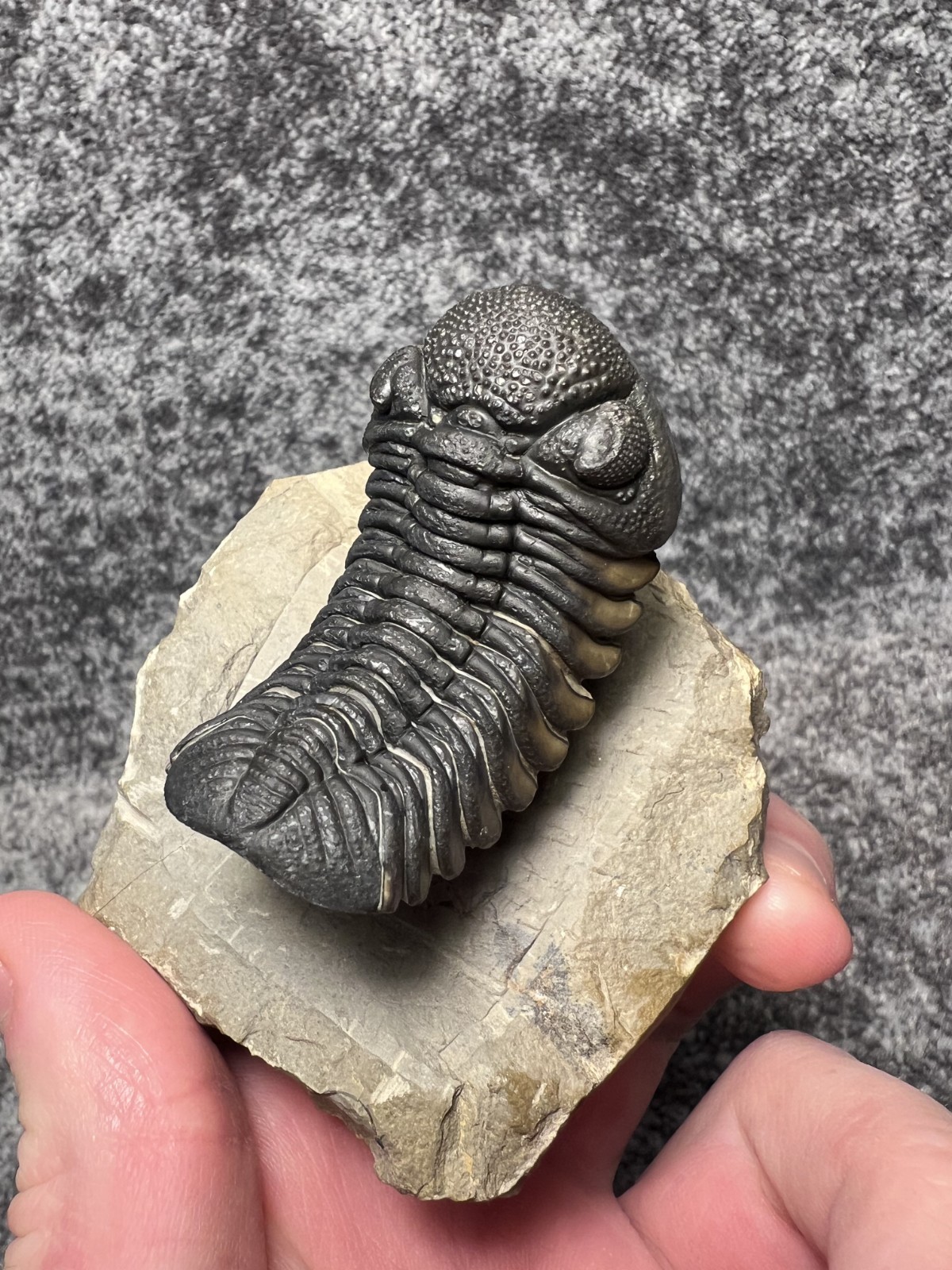 Exceptional Moroccops sp. Trilobite Fossil – Stunning Flying Preparation