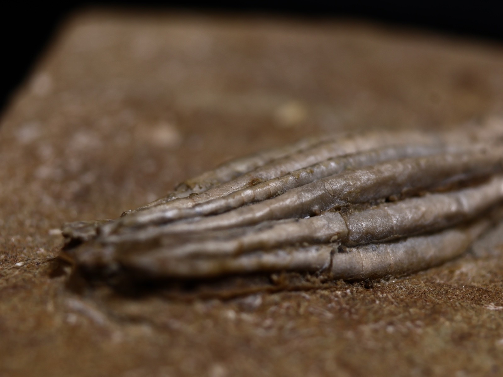 Gorgeously Detailed Scytalocrinus decadactylus Crinoid, Crawfordsville, IN