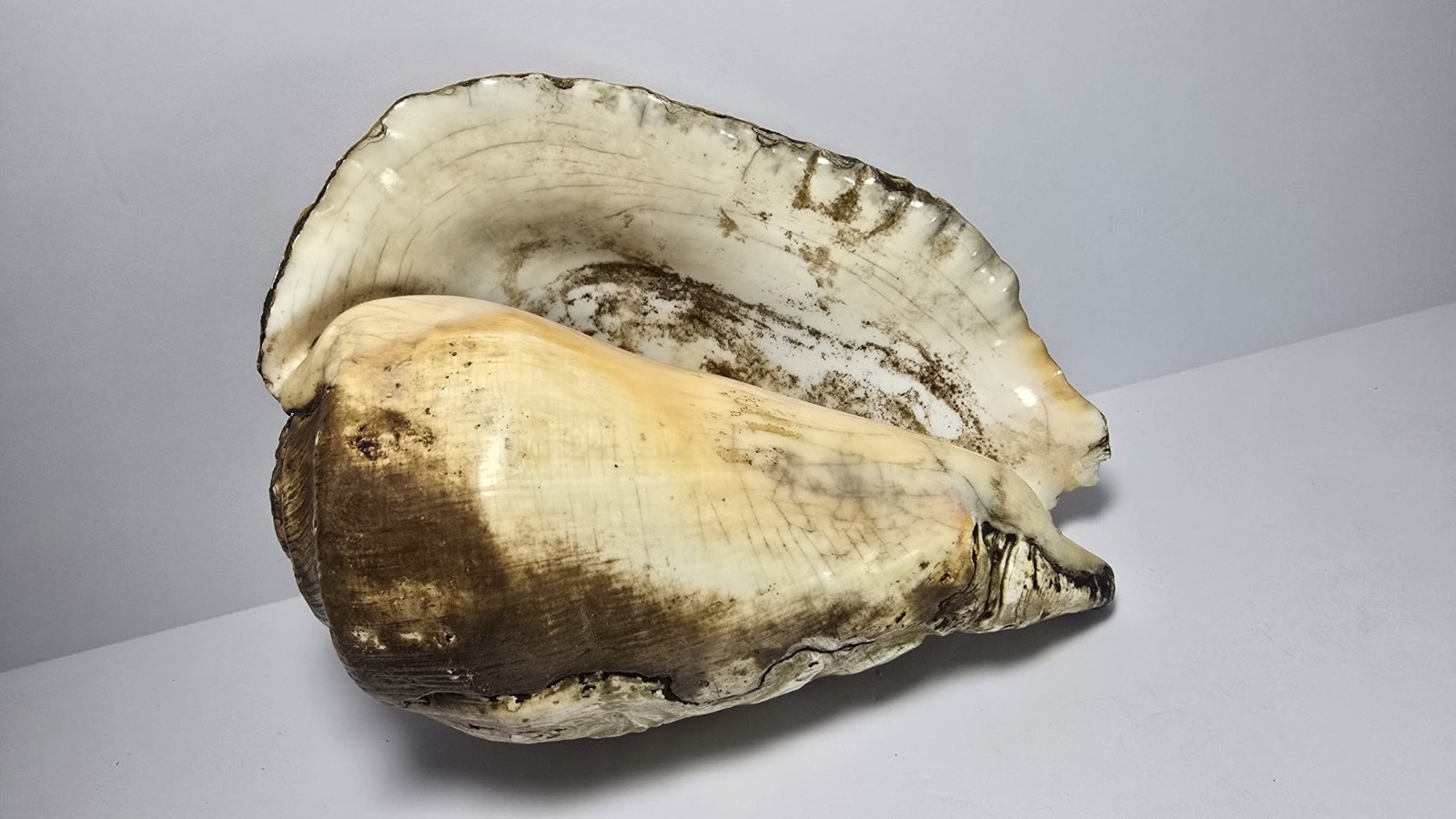 Precolumbian Mayan Snail With Ceremonial Glyph 700 AD 1200 AD