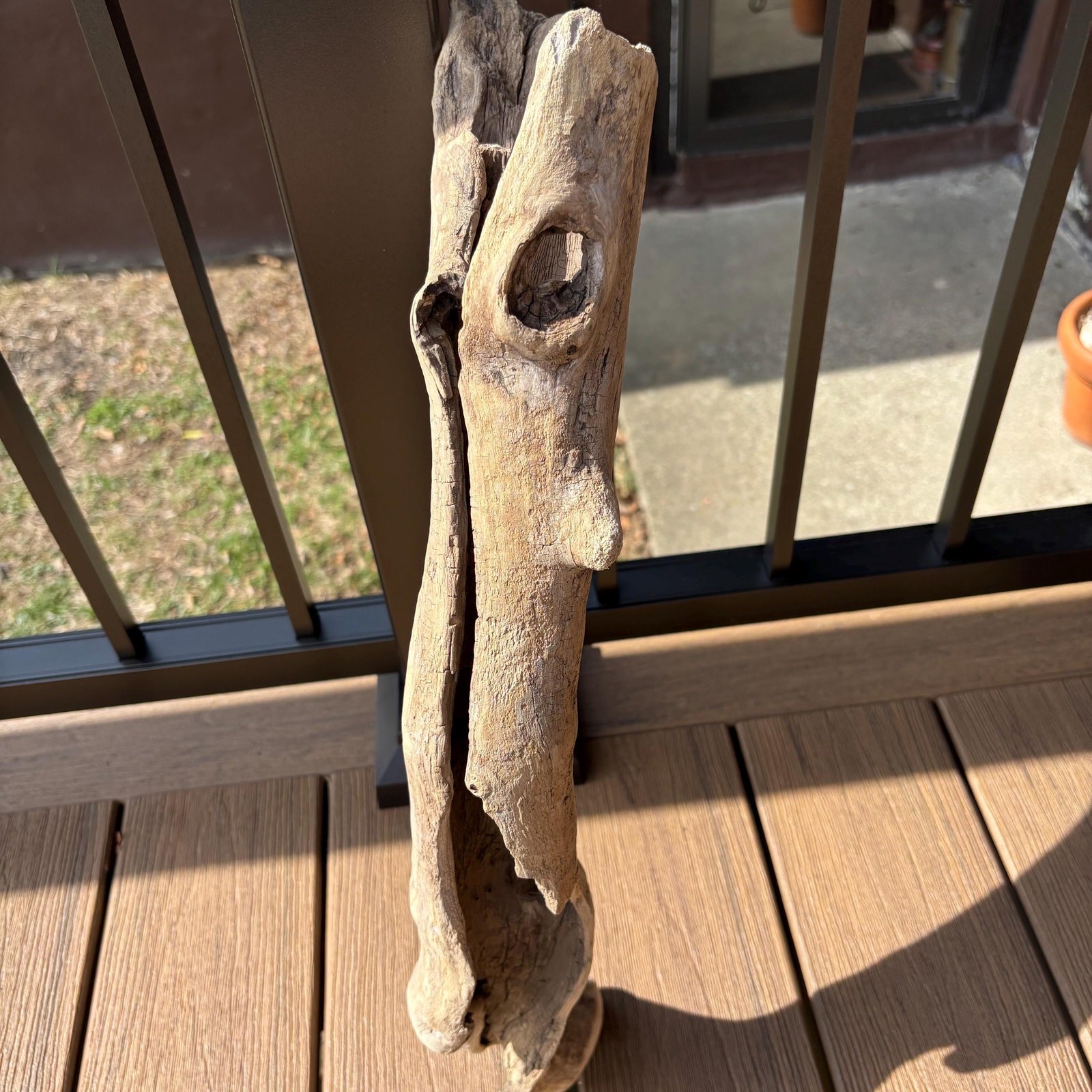 Lightweight Hollow Driftwood 22x4x8 – Sculptural Wood Natural Holes Aquarium