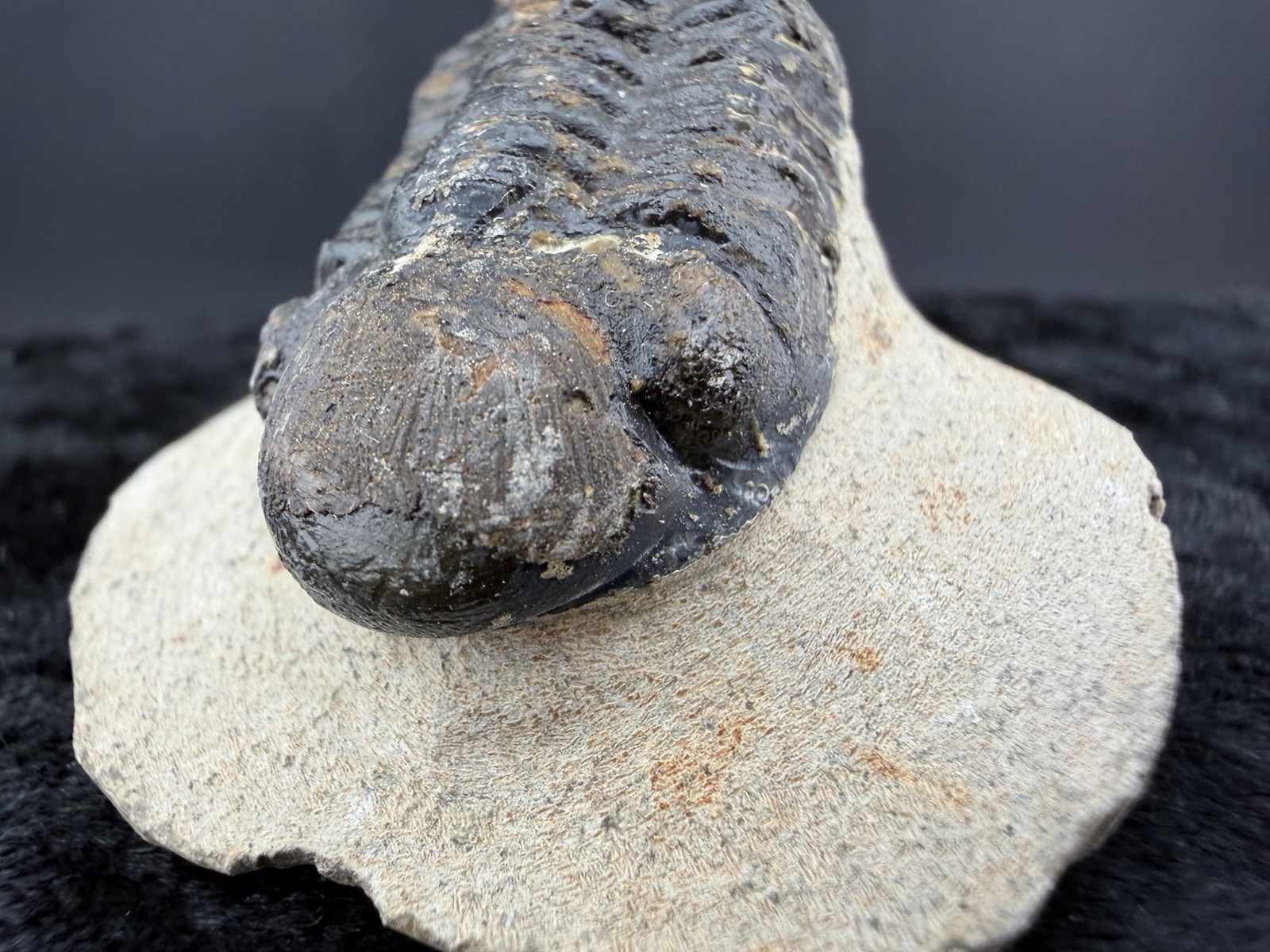 Trilobite Fossil in Sandstone Matrix from Morocco. 50 g.