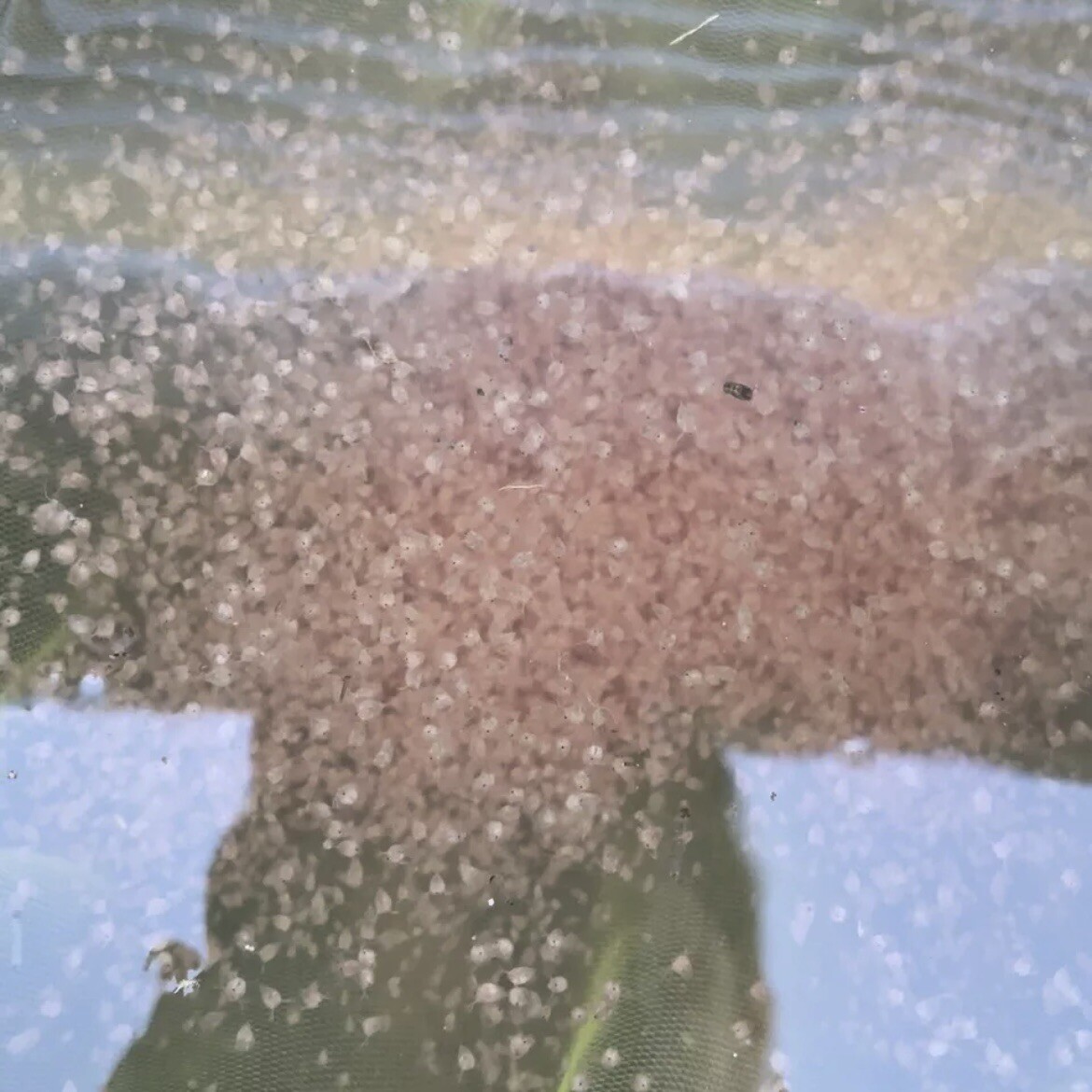 2,000 ~ 2,500 Live Daphnia Magna FREE PRIORITY SHIPPING