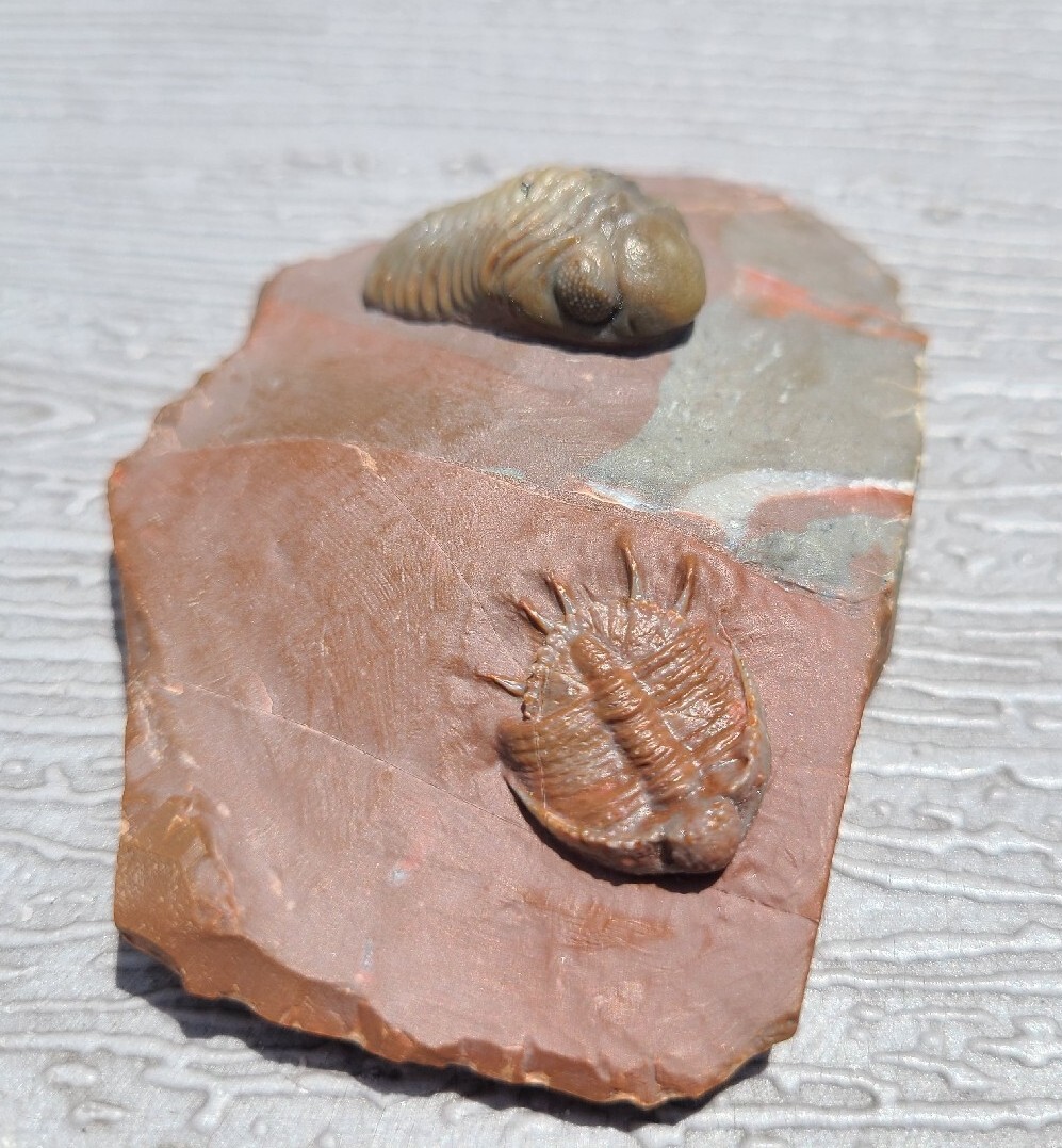 Top prep Basseiarges and Austerops fossil Devonian from Jorf beautiful color