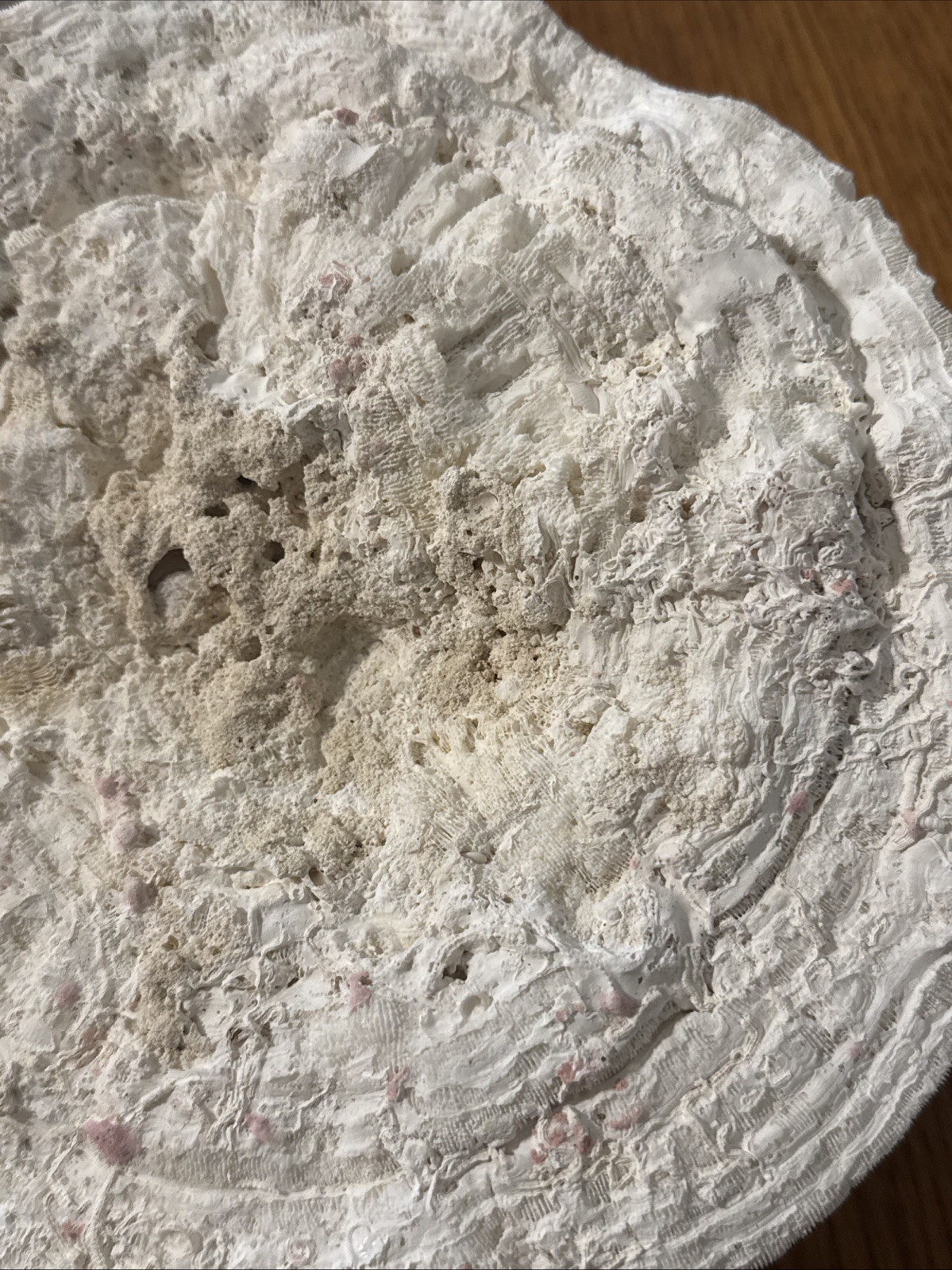 Large Natural Brain Coral Vintage Salt Water Fossil Heavy 9.12 lbs, 9" wide