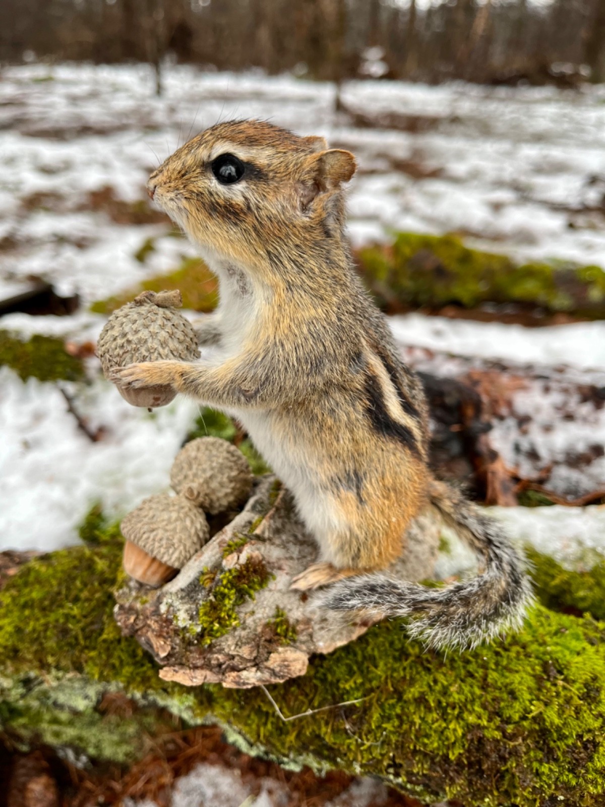 Chipmunk Taxidermy, Eastern Chipmunk Mount, Squirrel Taxidermy, Nature,Gift! NEW