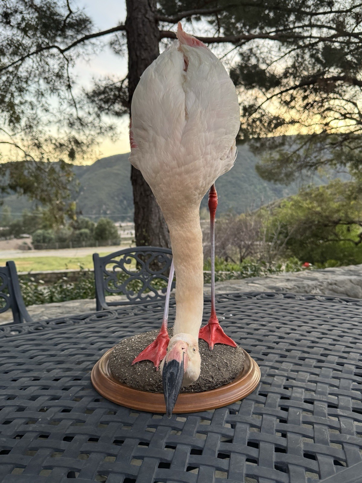 FHDARI2 - Chilean Flamingo Museum quality Taxidermy mount bird