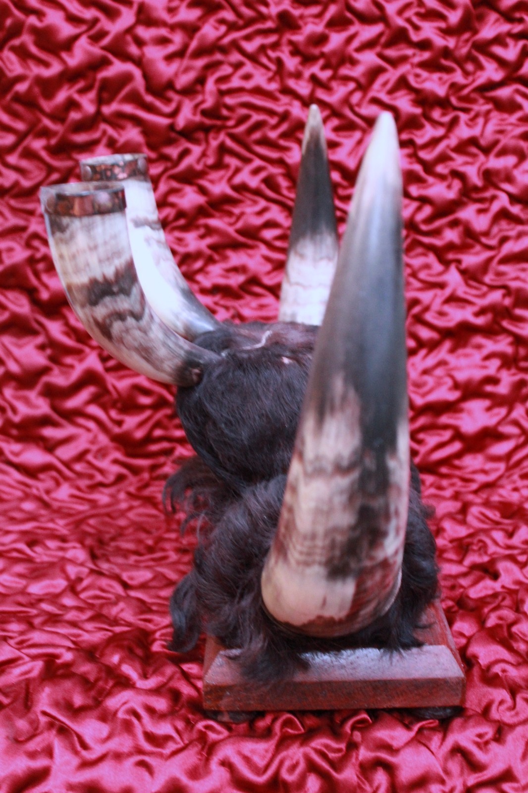 Antique Crow Native American Indian Split Buffalo Horn Bonnet early 19th Century