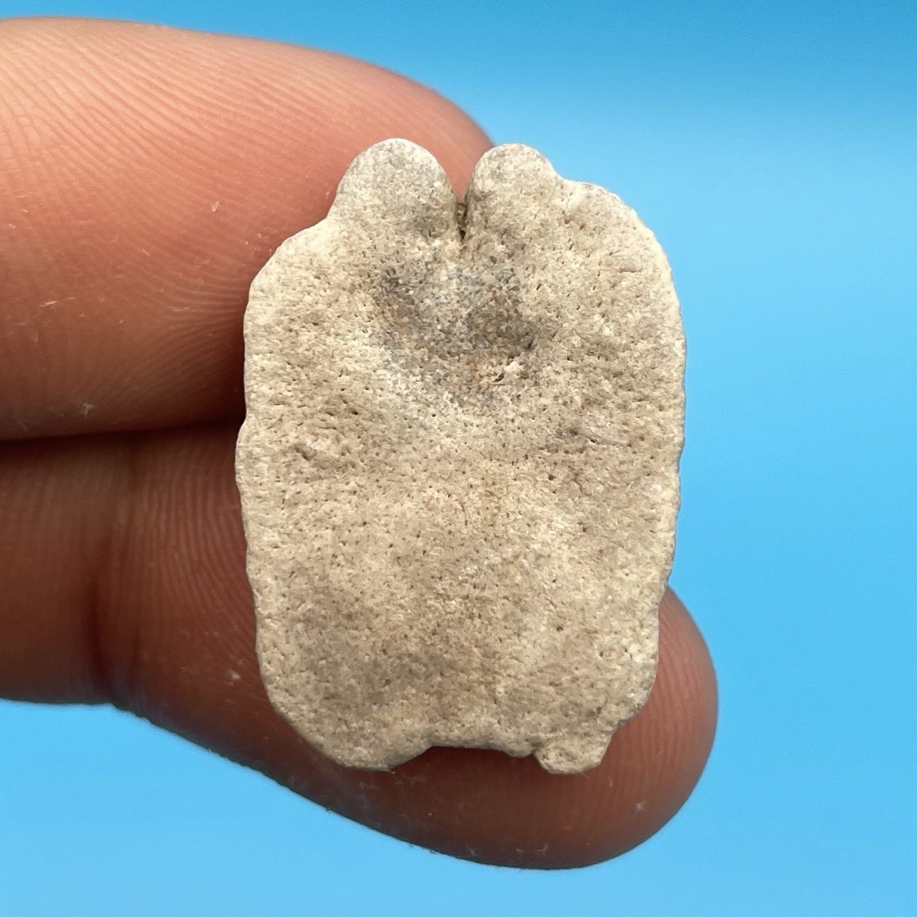 Stingray Dermal Scute Museum Quality Ray Fossil South Florida
