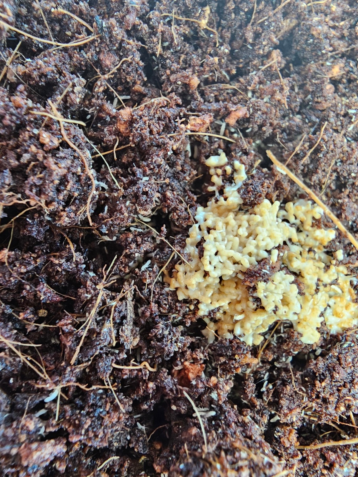 500+ Tropical White Springtail culture