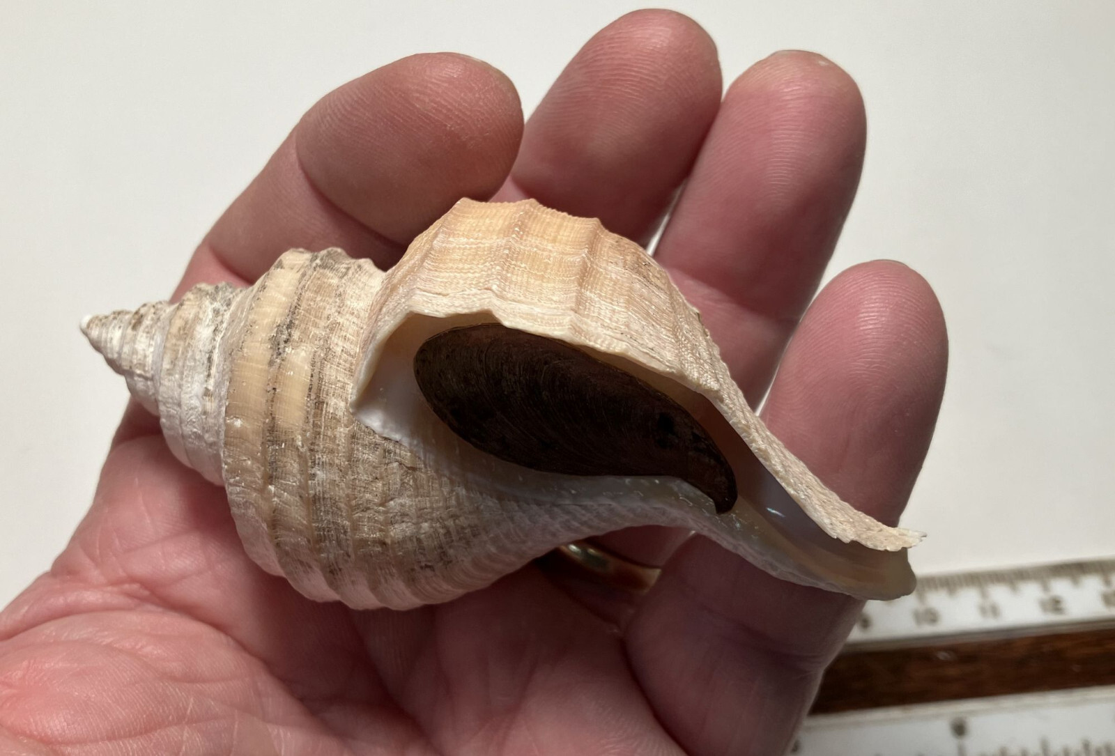 Brother Neptune. Neptunea frater. Good Shape. with operculum. 92 mm