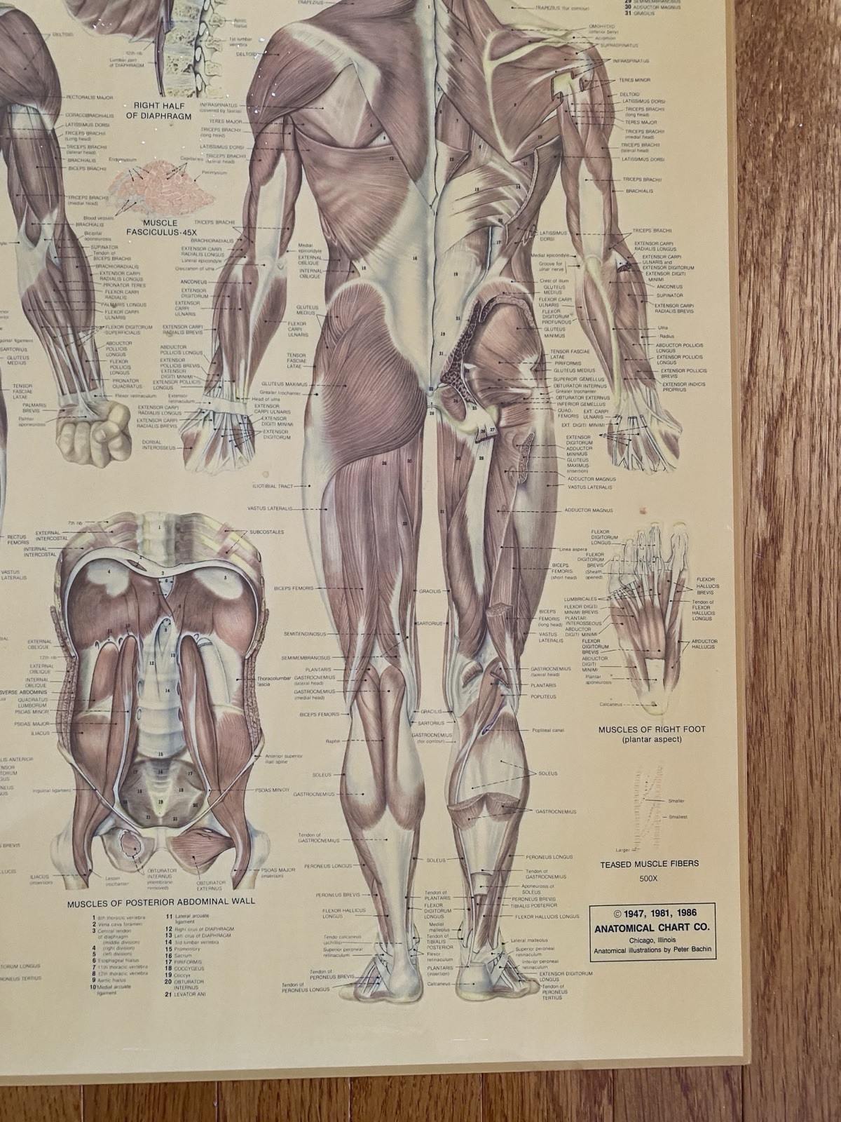 VTG Medical Poster Anatomical Chart Co Muscular Sys Laminated Peter Bachin 24x20