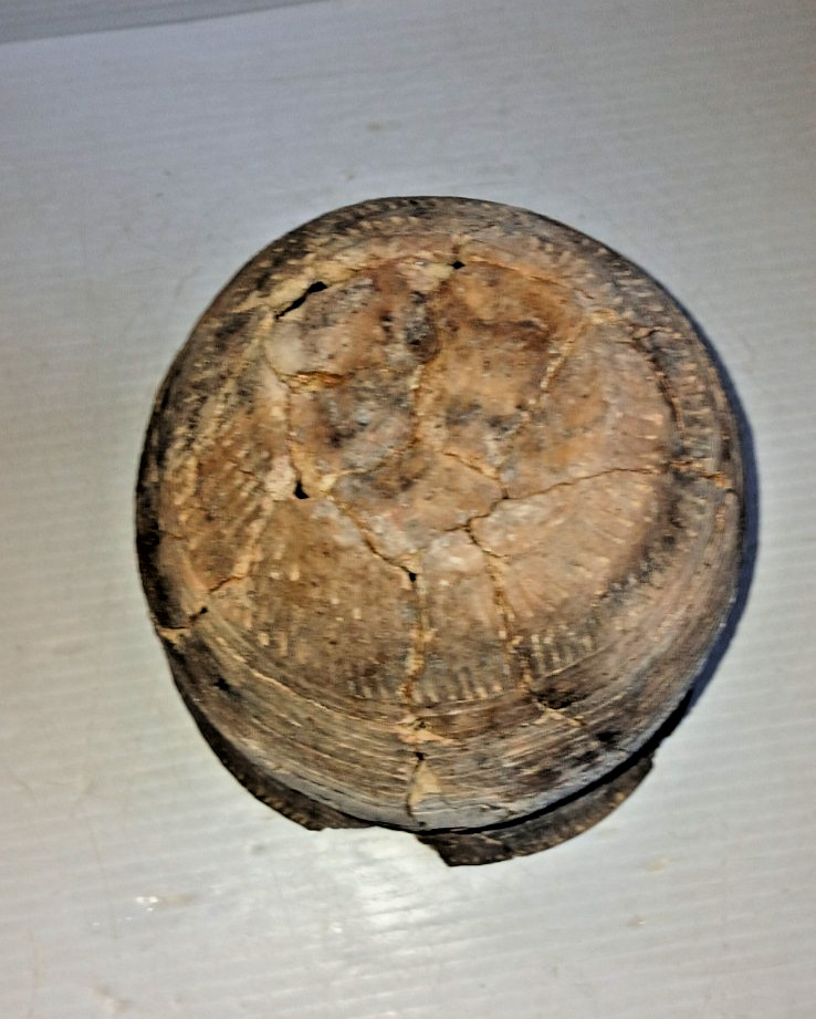 Pre-Columbian Native American Indian Mississippian Partial Pottery Jar Artifact