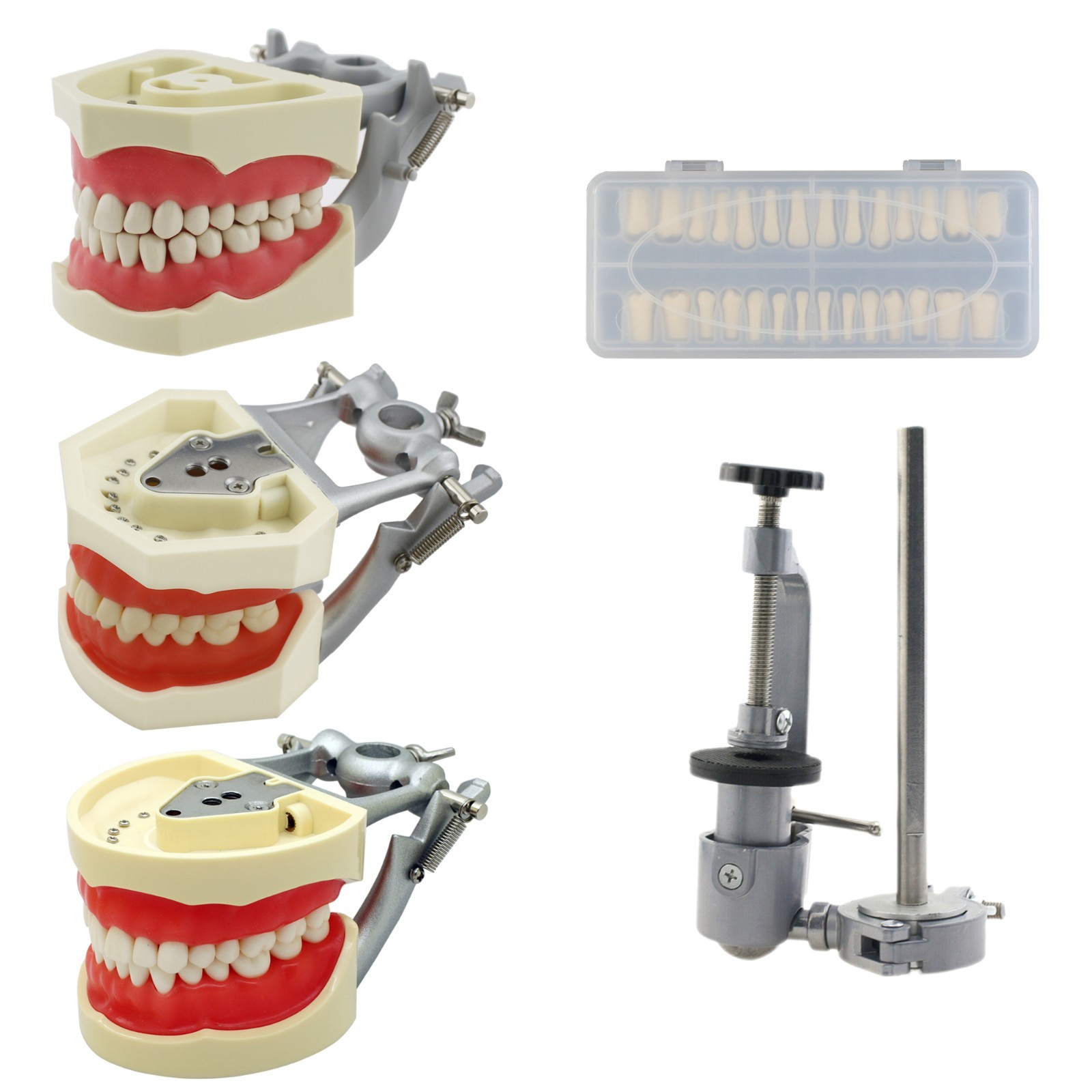 Dental Typodont Teeth Model 28 32pcs  Teeth Columbia Kilgore Nissin 200 Pole