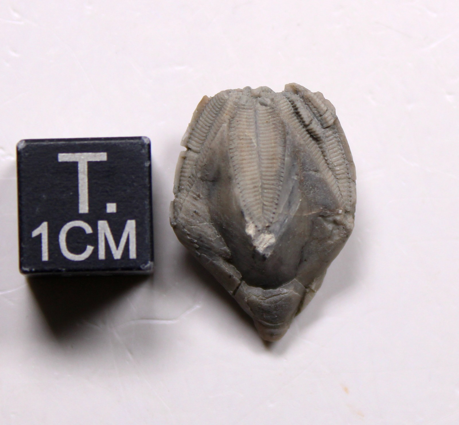 Pentremites Blastoid Fossil Kentucky Mississippian Glen Dean Fm Carboniferous
