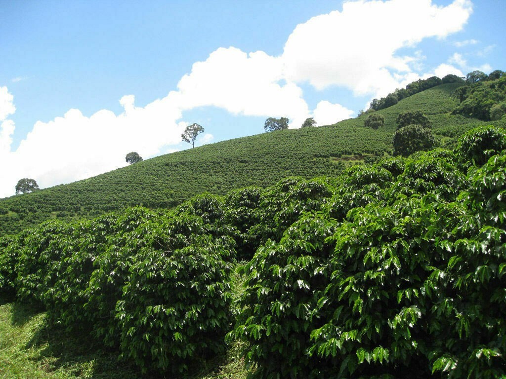 TANZANIA KILIMANJARO COFFEE BEANS PEABERRY MEDIUM ROASTED 5 POUNDS