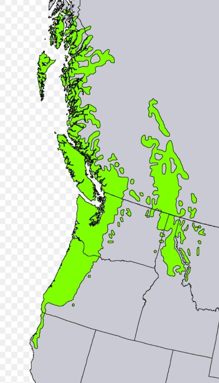 Nez Perce, Columbia River Plateau (Idaho) Warrior's War Club....19th century.