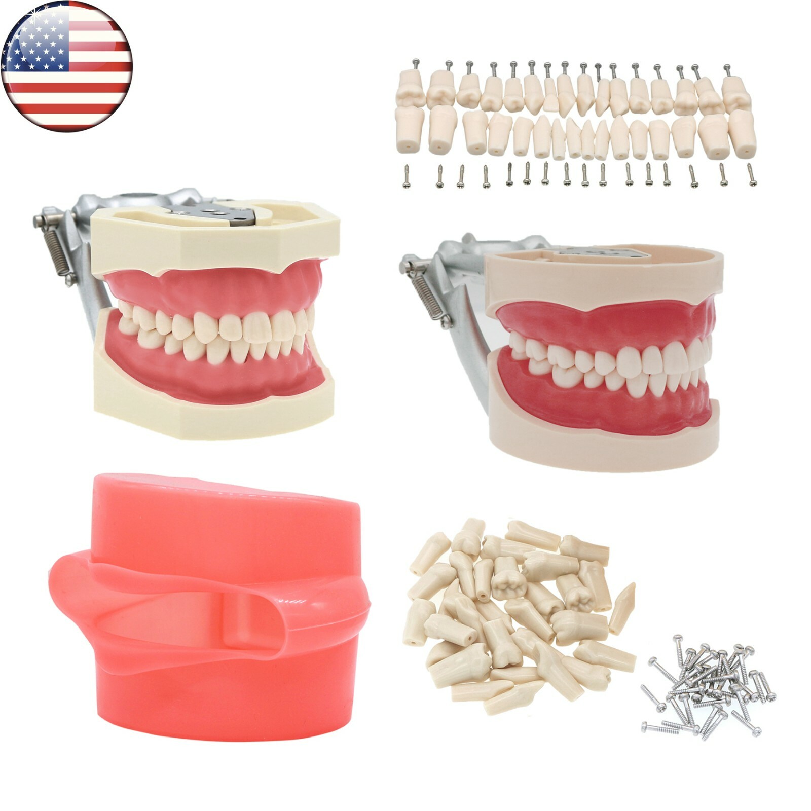 Dental Typodont Teeth Model With Removable Teeth fit Kilgore NISSIN 200/500 Type