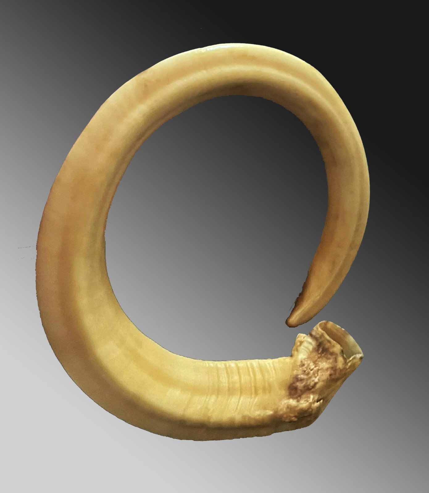 Pig tusk bracelet Currency exchange Vanuatu