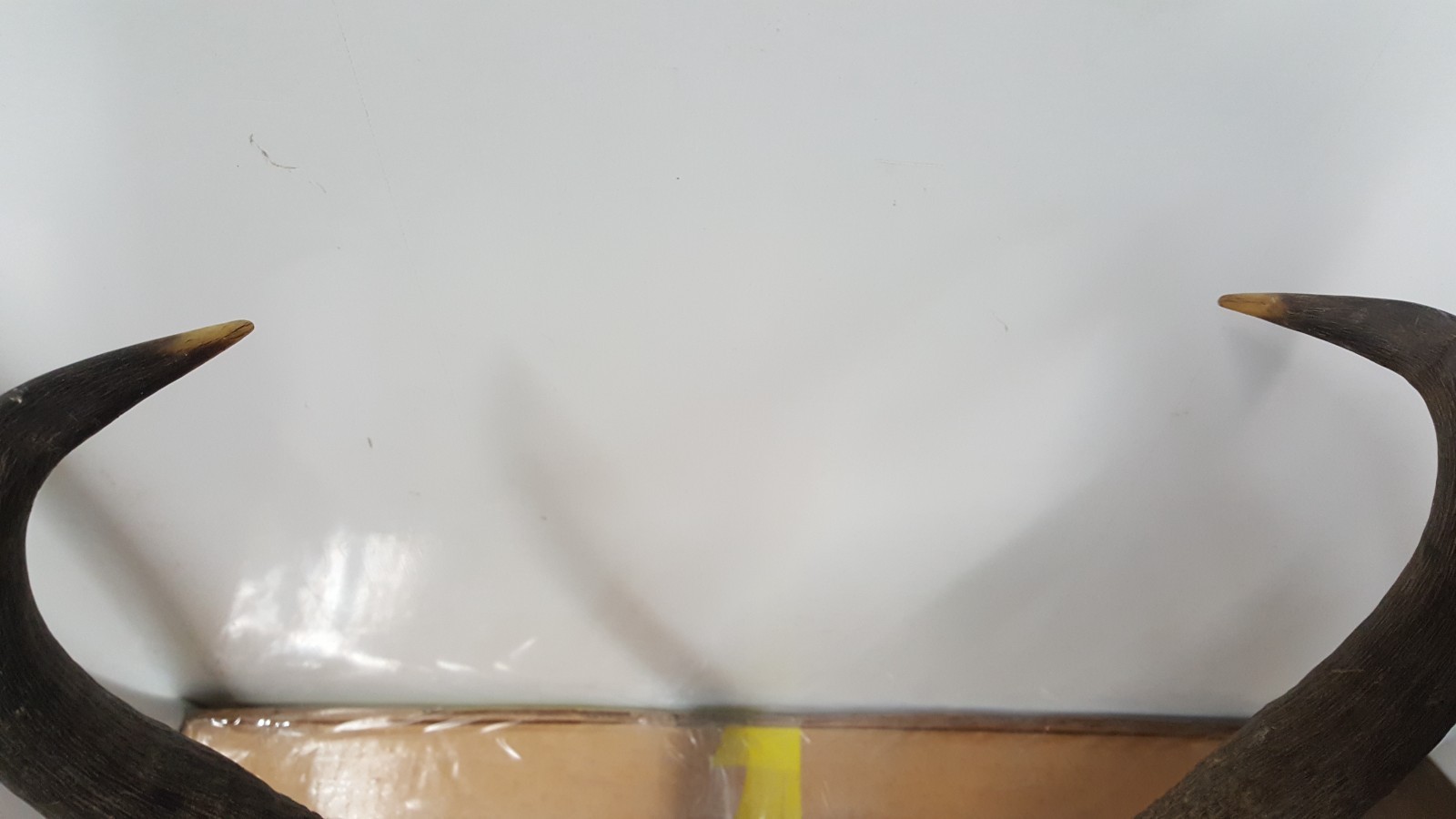 IVORY TIPPED 15+" TALL PRONGHORN ANTELOPE HORNS antlers mule whitetail elk deer