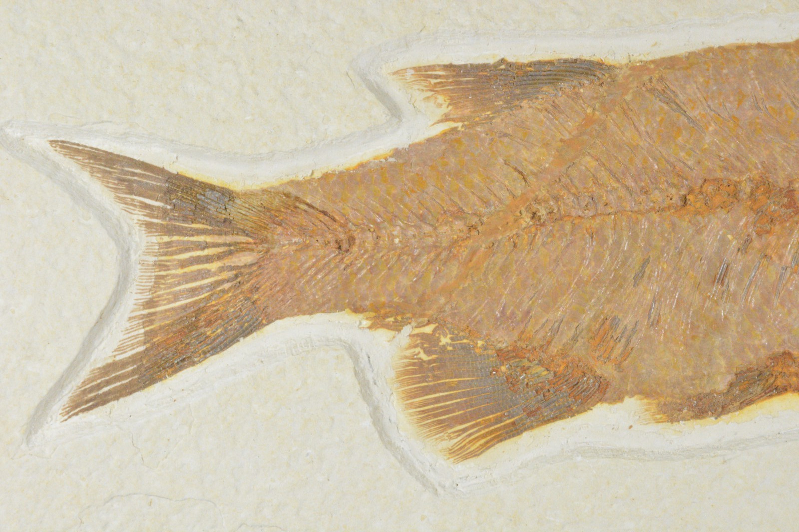 Eohiodon falcatus, Mooneye, Fossil Fish, Green River Formation, Wyoming