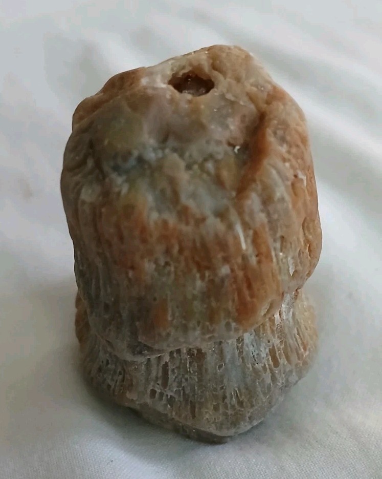 6 pc Lake Michigan Fossils Lot • 1 lb Unpolished Natural Beach Finds