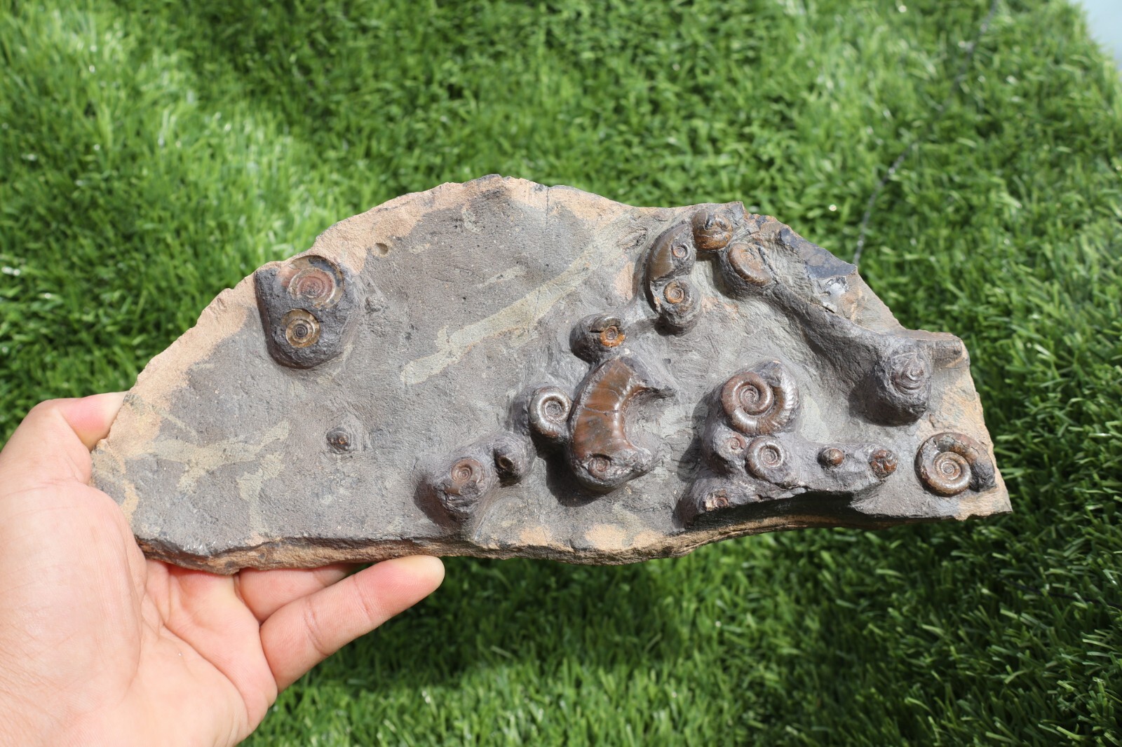 Rare Platyclymenia & Goniatites Fossil Plate – Moroccan Ammonites, Collector Spe