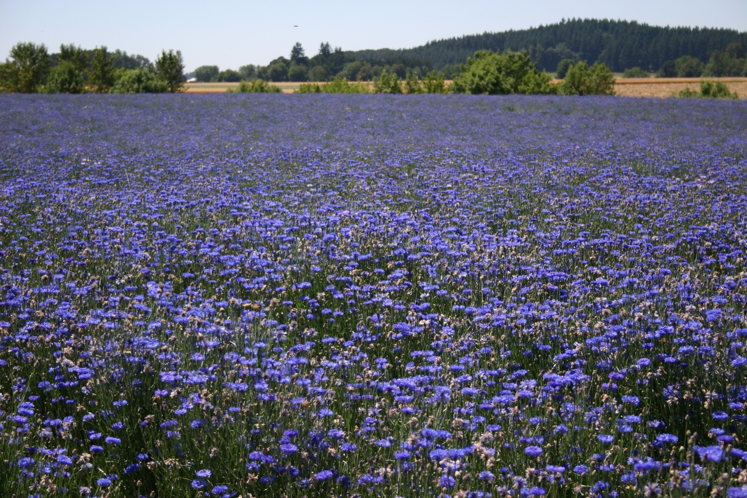 Tall Blue Bachelor Button Cornflower Seeds Free Shipping!