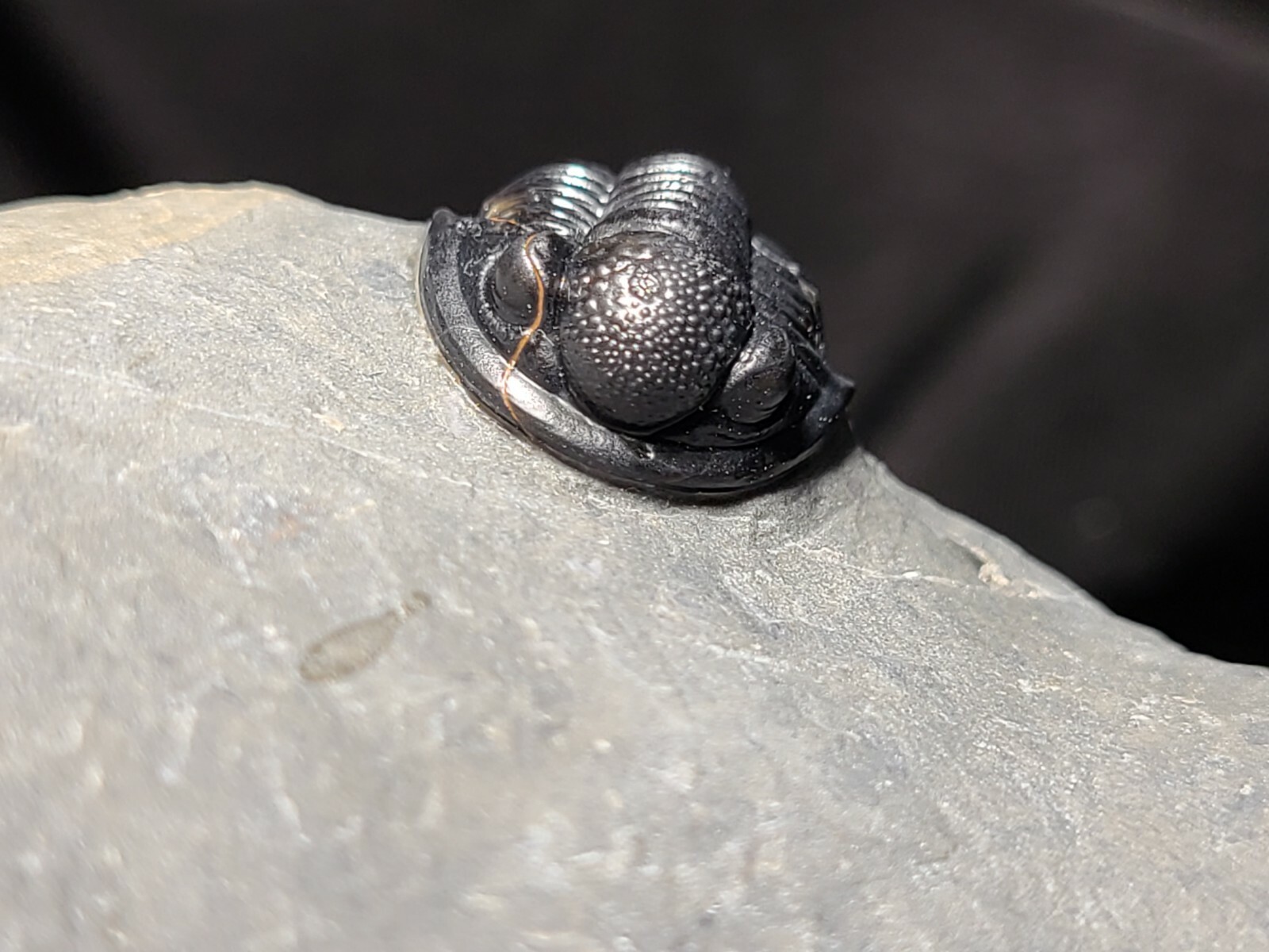 Top Quality double Scabriscutellum trilobite fossil from the Devonian Morocco