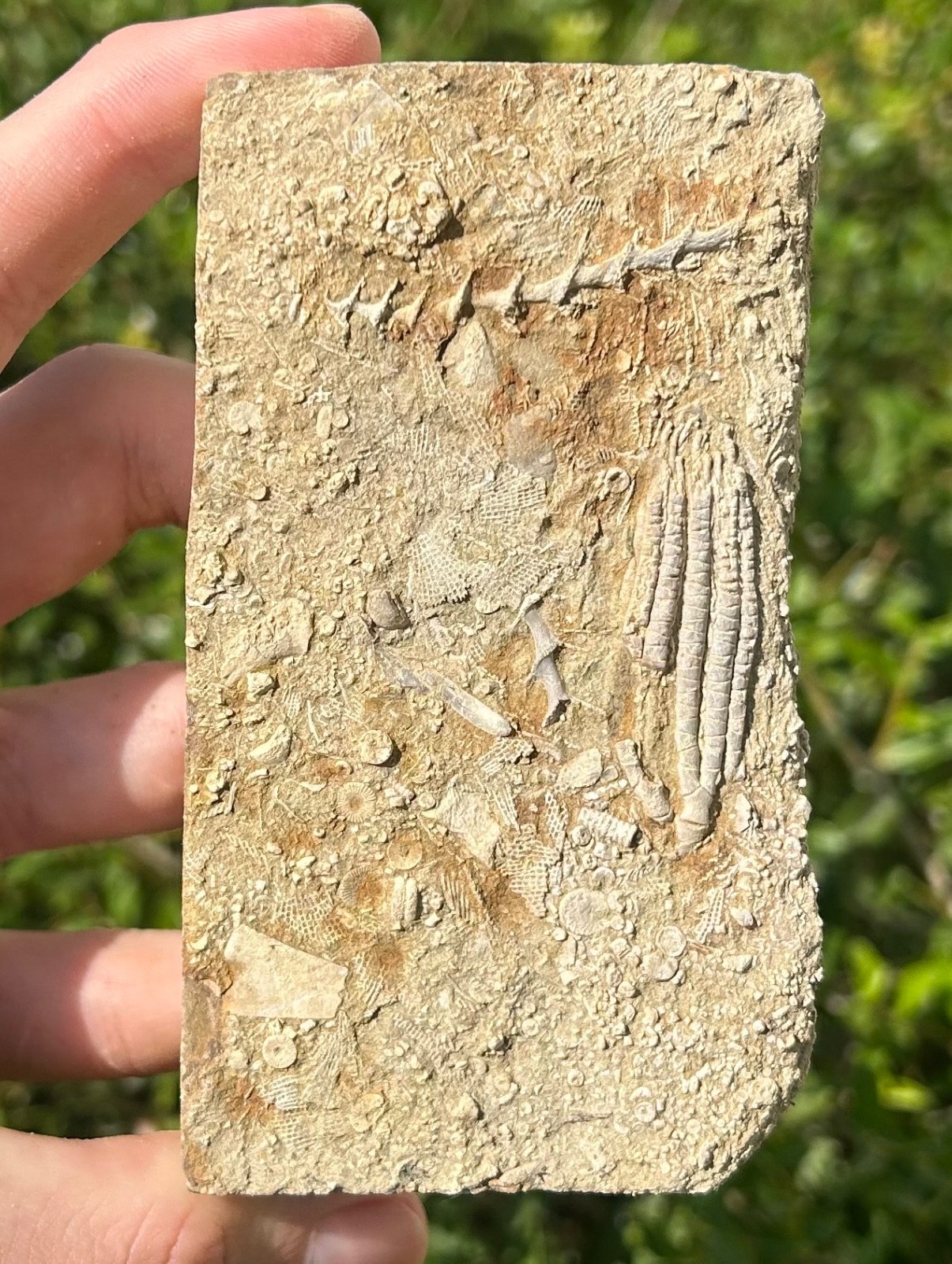Fossil Crinoid in Matrix Aphelecrinus bayense Rare Alabama Mississippian Age