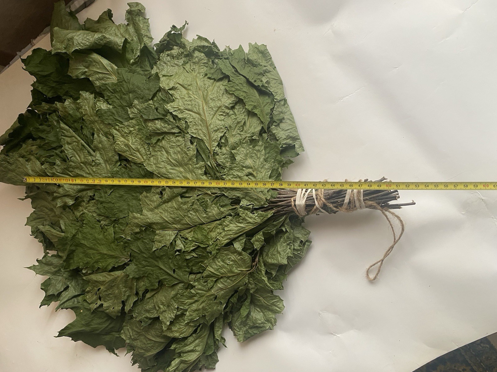 12 Oak brooms sauna banya venik Eiche whisks eco 2025 Ukrainian