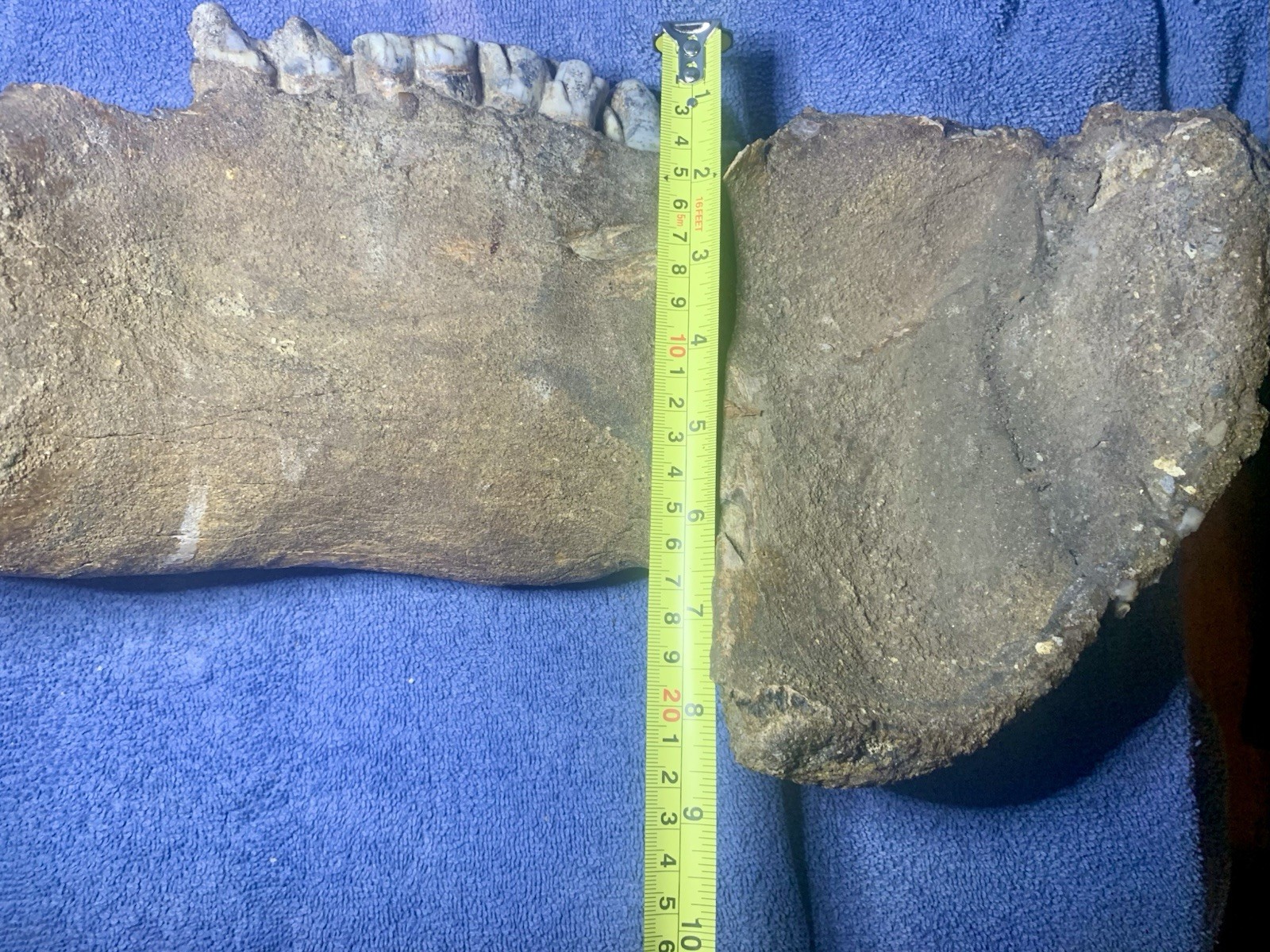 Hippopotamus Jaw Fossil, Indonesia Ice Age