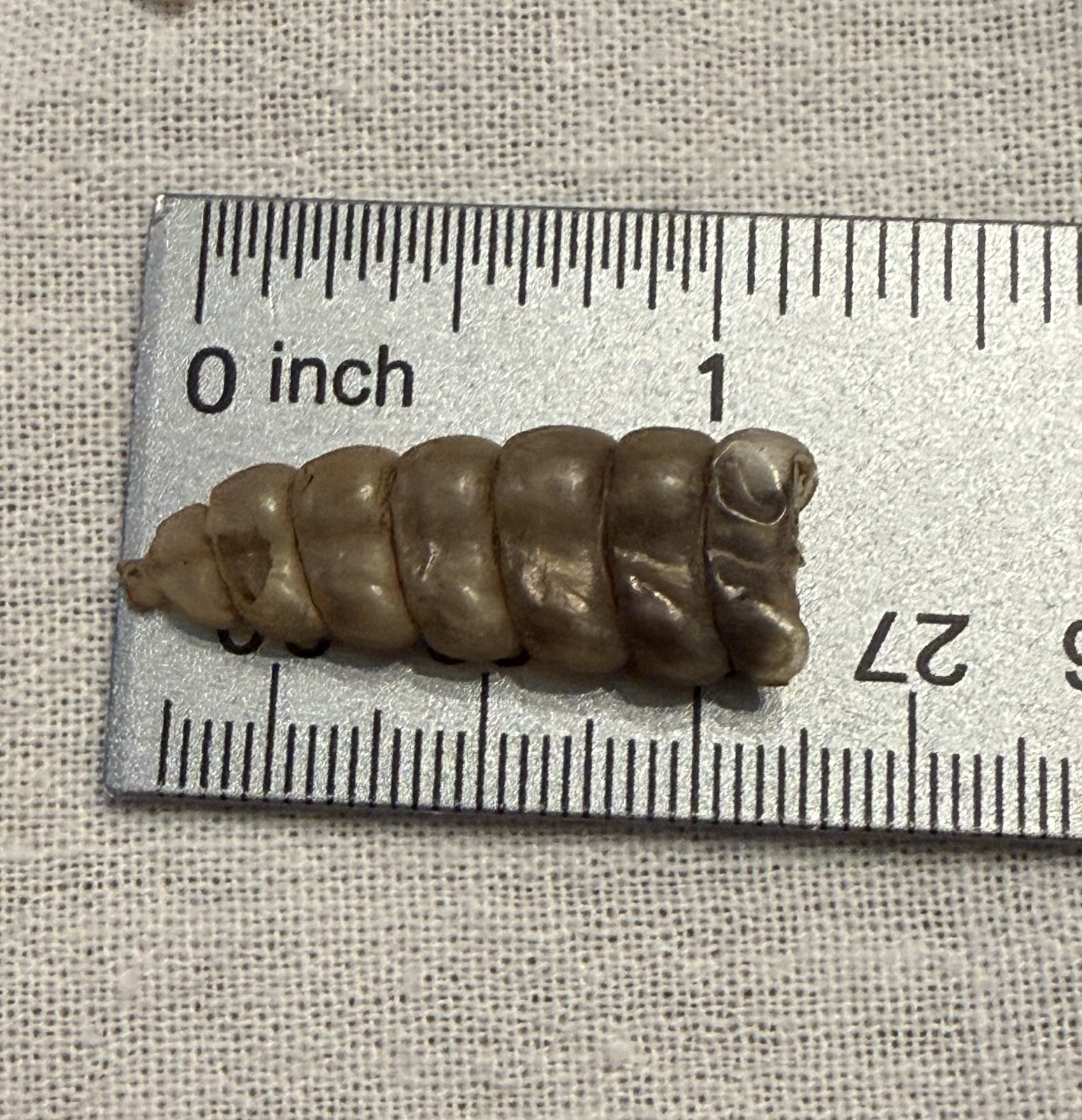 Rattlesnake Rattles ~ Lot Of 4 Rattles