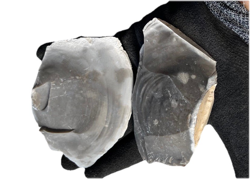 High Quality Heat Treated Georgetown Blue Flint Knapping (Big Spalls!!) 3 Pounds