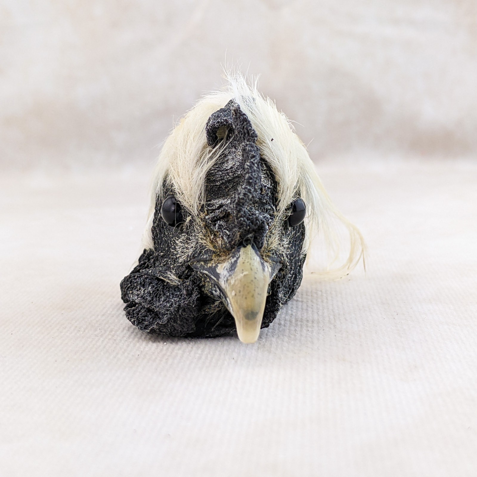 Chicken Rooster head Mount LG specimen crafts crafting Oddity Curiosity specim