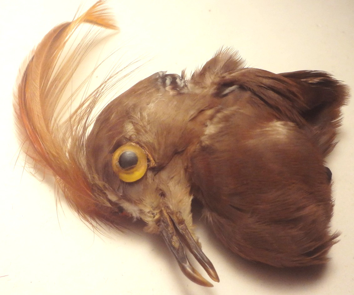 ✅c1860 - VRARE - REAL TAXIDERMY BIRD for HAT or MILLINARY - To Restore FANTASTIC