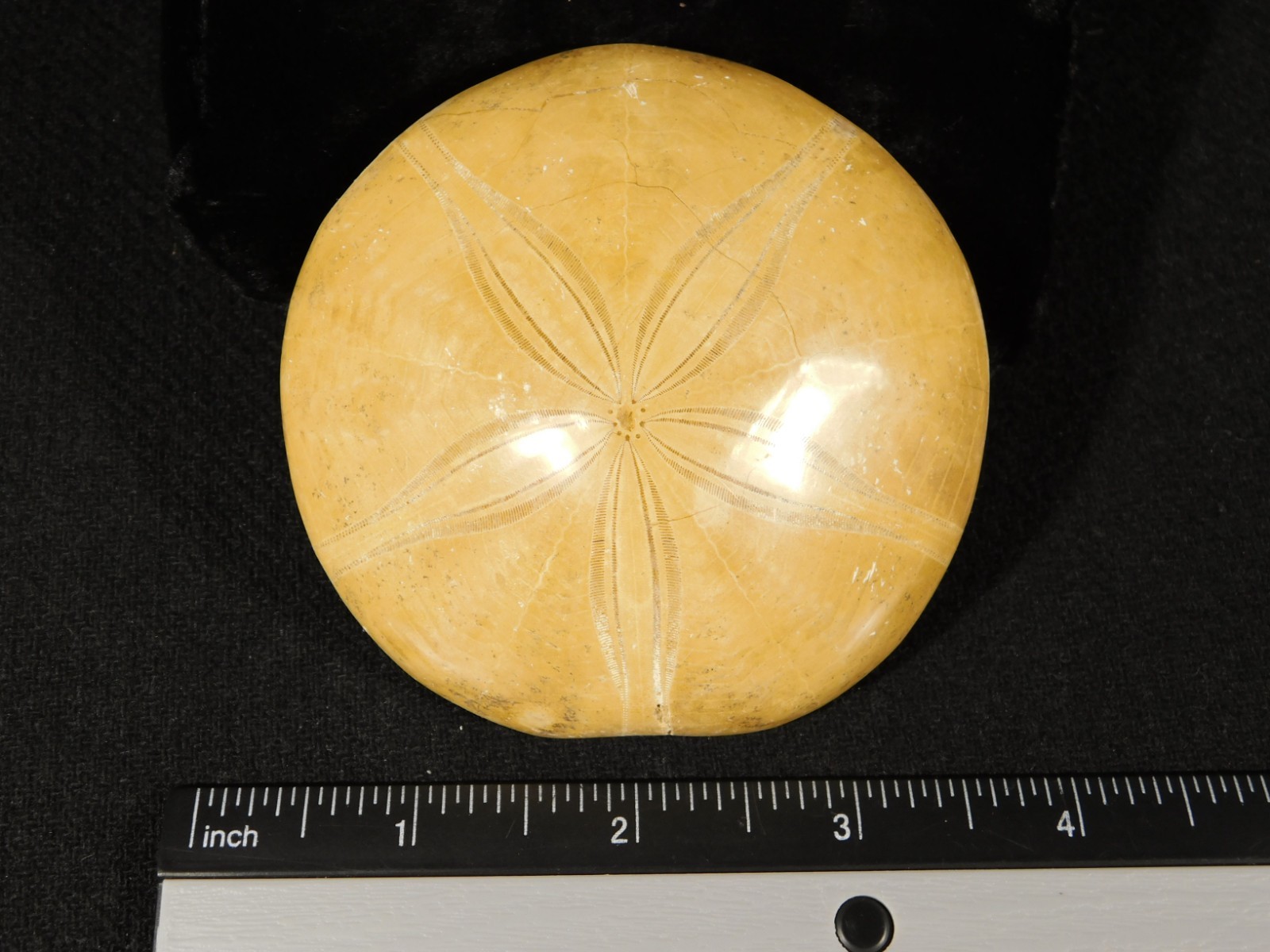 Big! Polished 150 Million Year Old! SAND DOLLAR Fossil Madagascar 200gr