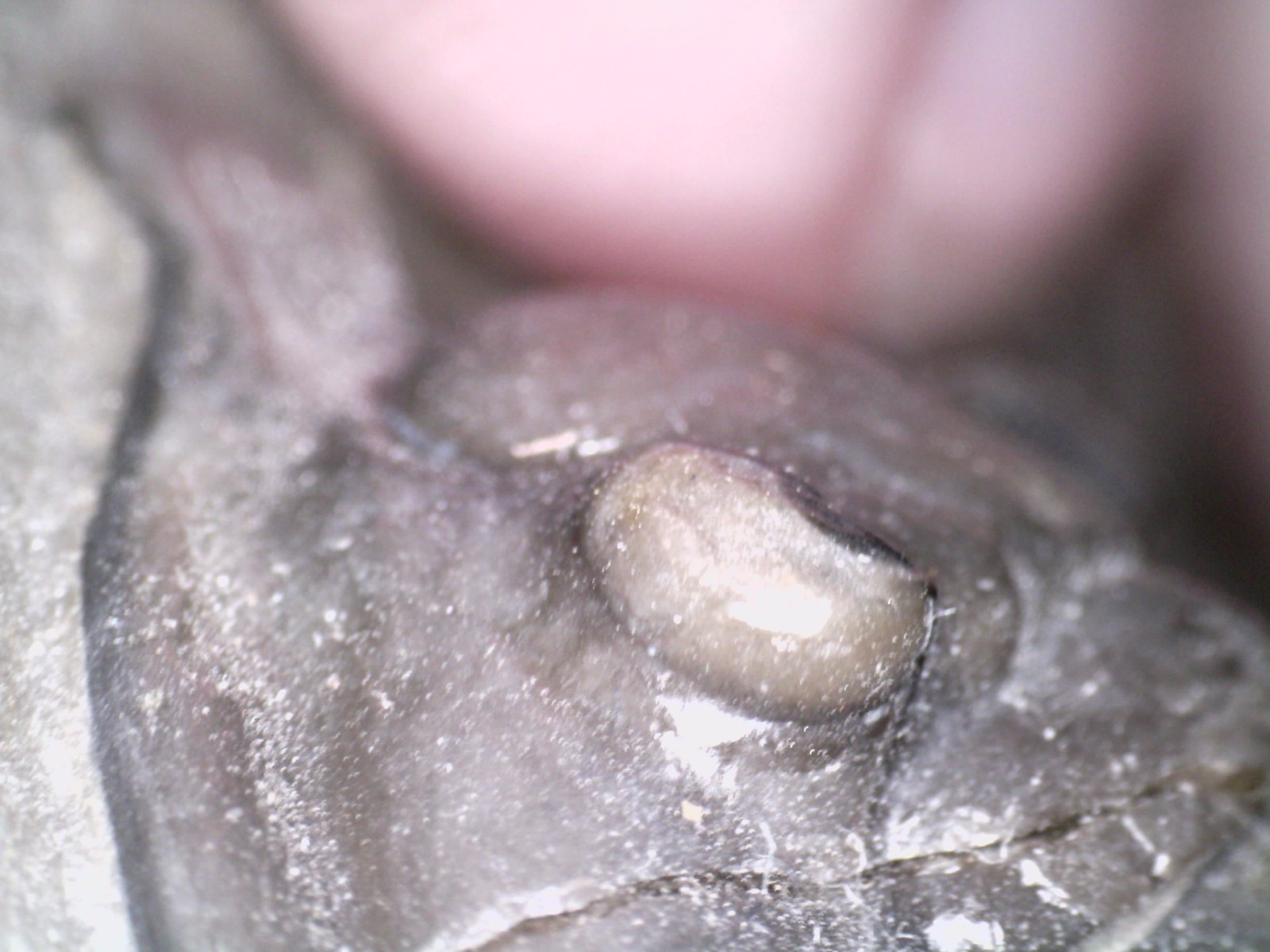 GEM Rare Pre Dinosaur Fossil TRILOBITE DIADEMAPROETUS ANTATLASIUS 1.5 INCHES!