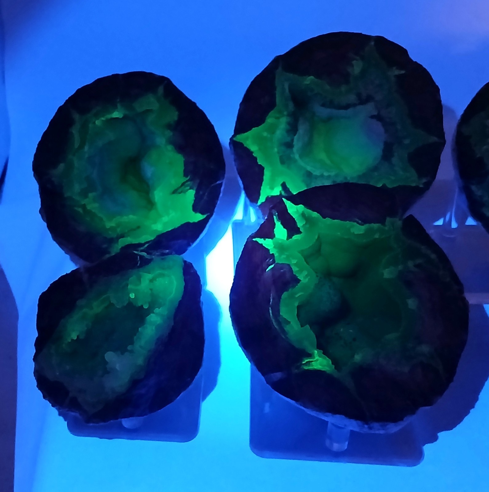 Whole Guaranteed Hollow Utah Dugway Quartz Agate Geode Thundereggs, Fluorescent!