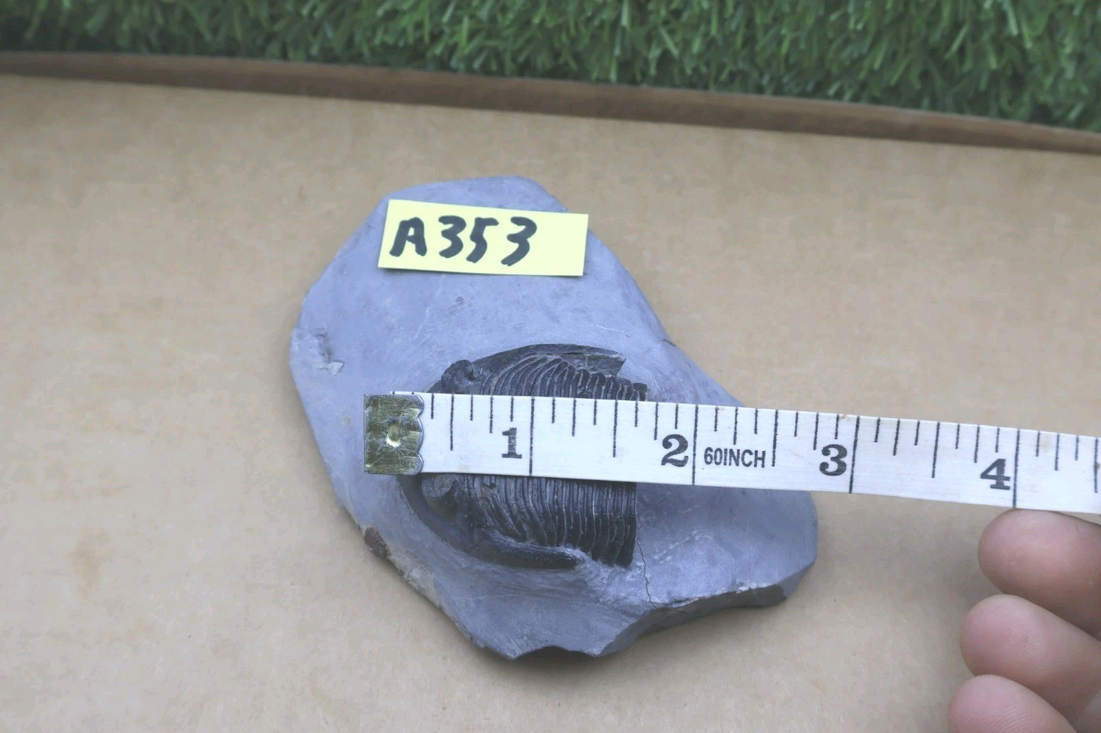 Incomplete Hollardops Trilobite Fossil Devonian - Authentic Detailed trilobite